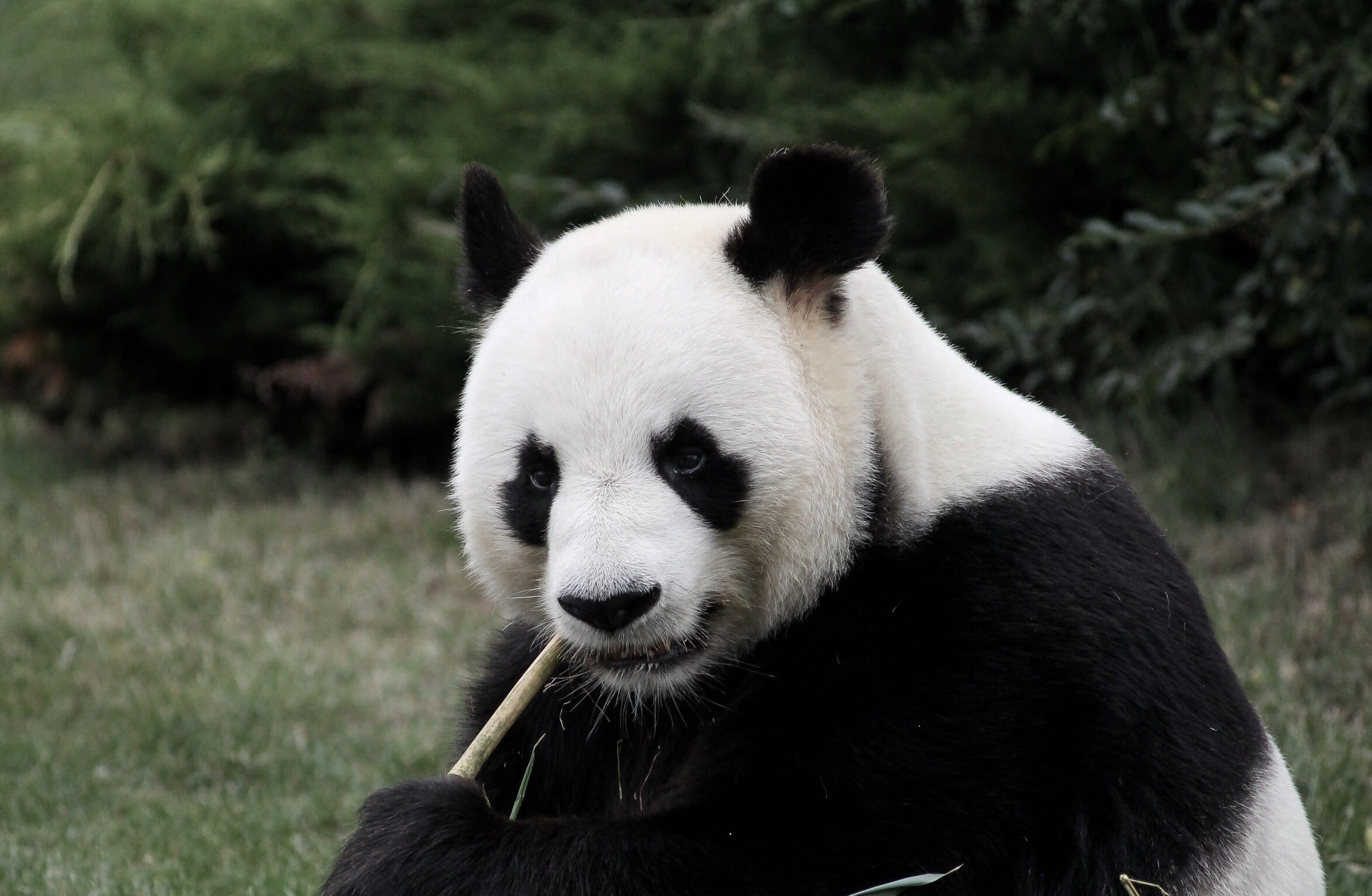 outdoors, beauval, sitting, bamboo, animal themes, endangered species, zoo, zoo de beauval, grass, day, panda chewing bamboo, vertebrate, bear, animal, HD Wallpaper