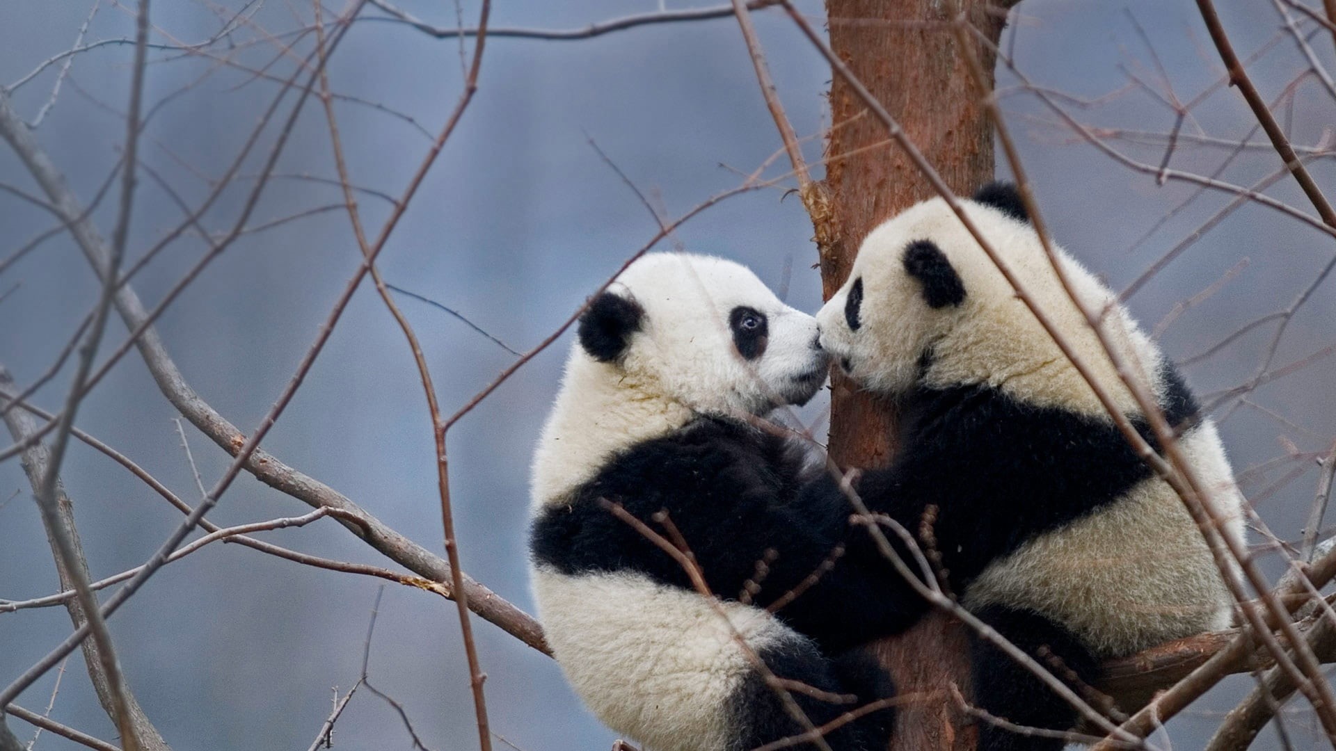 Wenchuan-Oolong, bears, the giant Panda, 1080P, China, reserve, HD Wallpaper