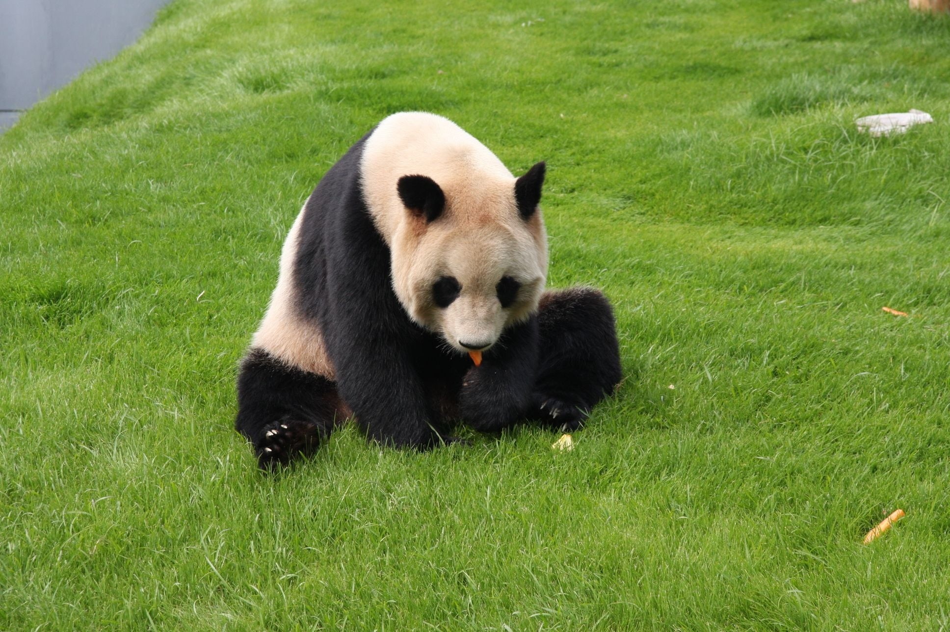 cute, one Animal, day, bear, animals And Pets, asia, outdoors, eating, forest, land, animal wildlife, wildlife, green Color, grass, nature, panda - Animal, HD Wallpaper