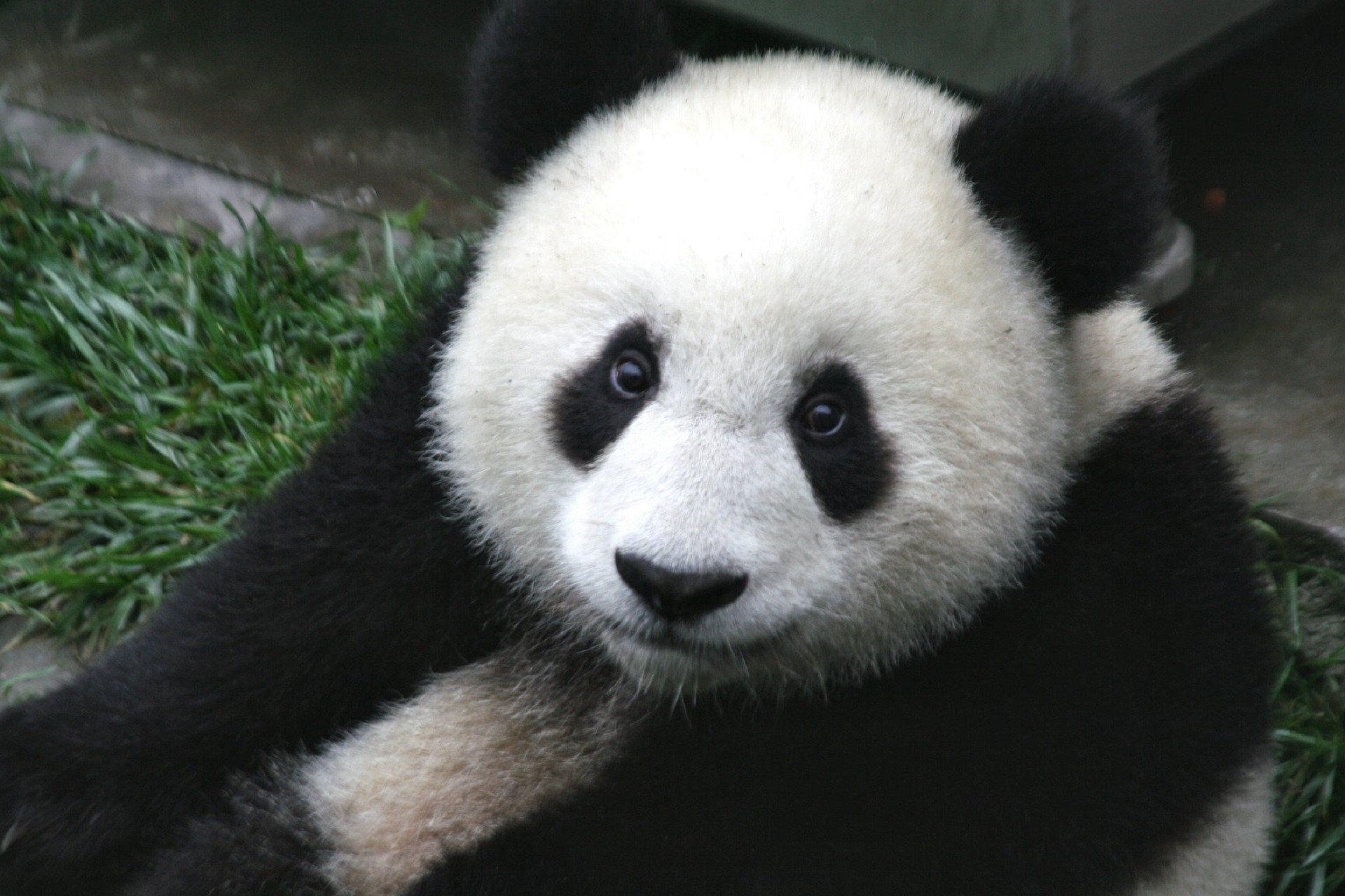 wildlife, close-up, white, panda - animal, panda, asia, grass, animal body part, mammal, zoo, plant, cute, endangered species, one animal, animal wildlife, HD Wallpaper