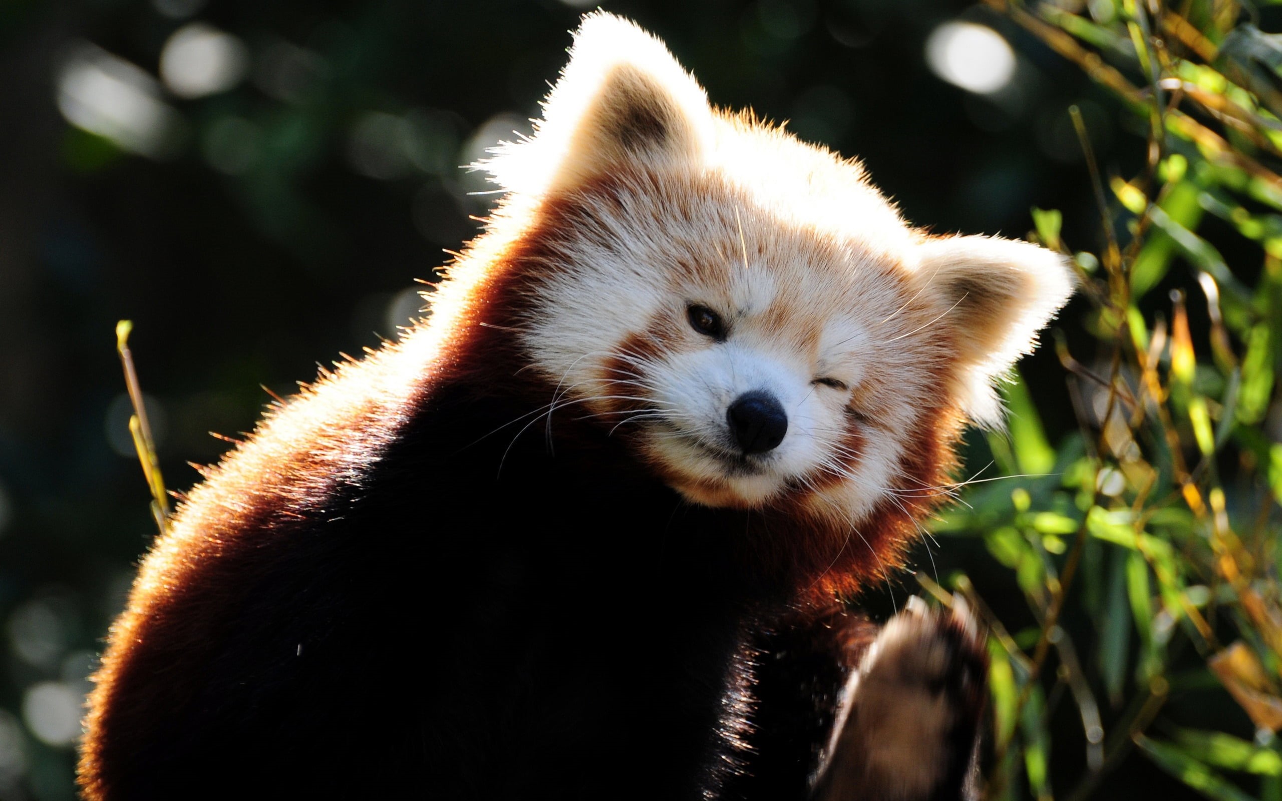 whisker, little, sunlight, panda - Animal, one Animal, animal themes, panda, focus on foreground, bear, asia, young Animal, wildlife, zoo, animal body part, HD Wallpaper