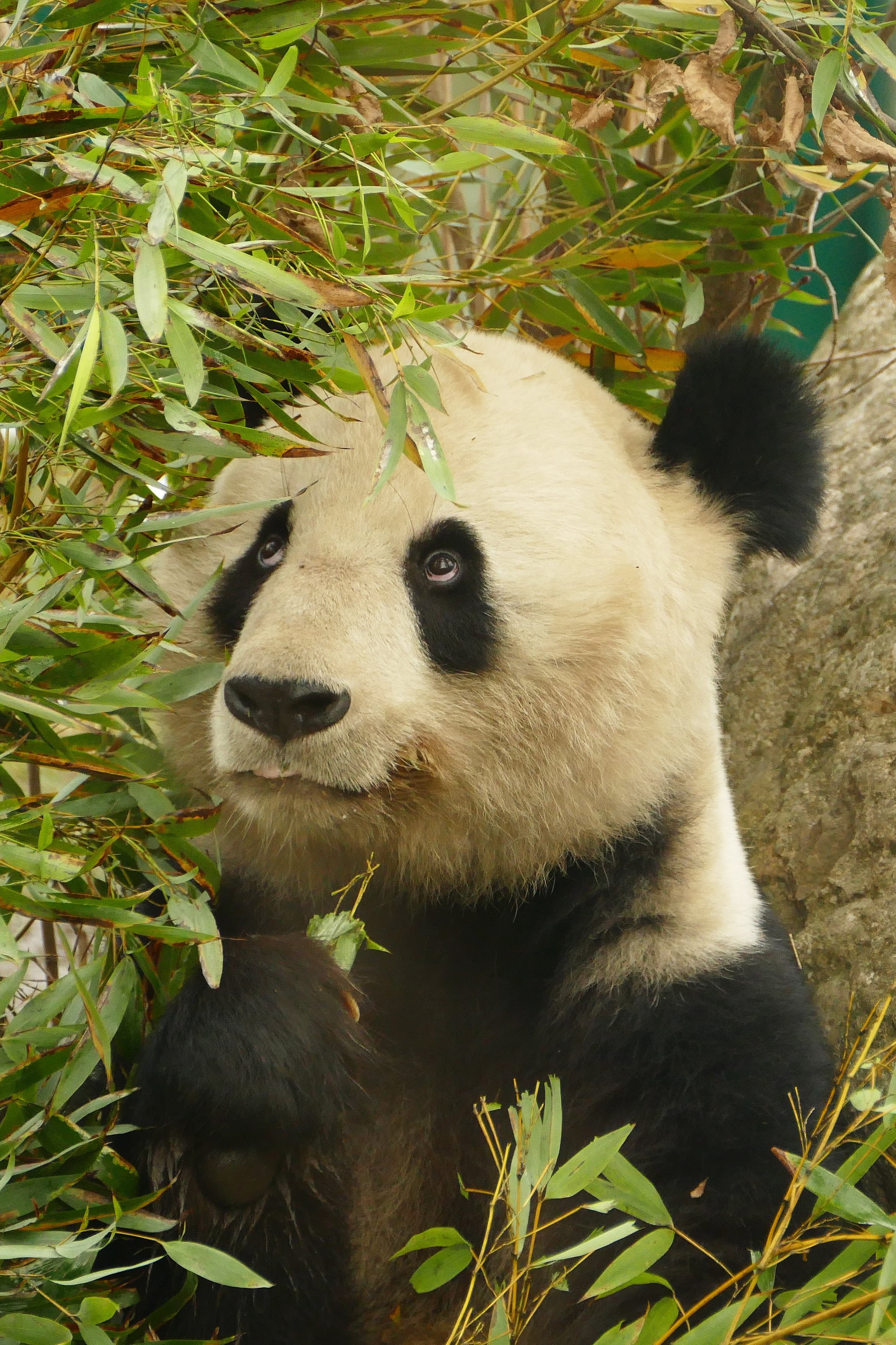 chengdu, black and white, looking, outdoors, animals in the wild, one animal, white, eating, big bear, china - East Asia, china, green color, 2K, bear, Phone HD Wallpaper
