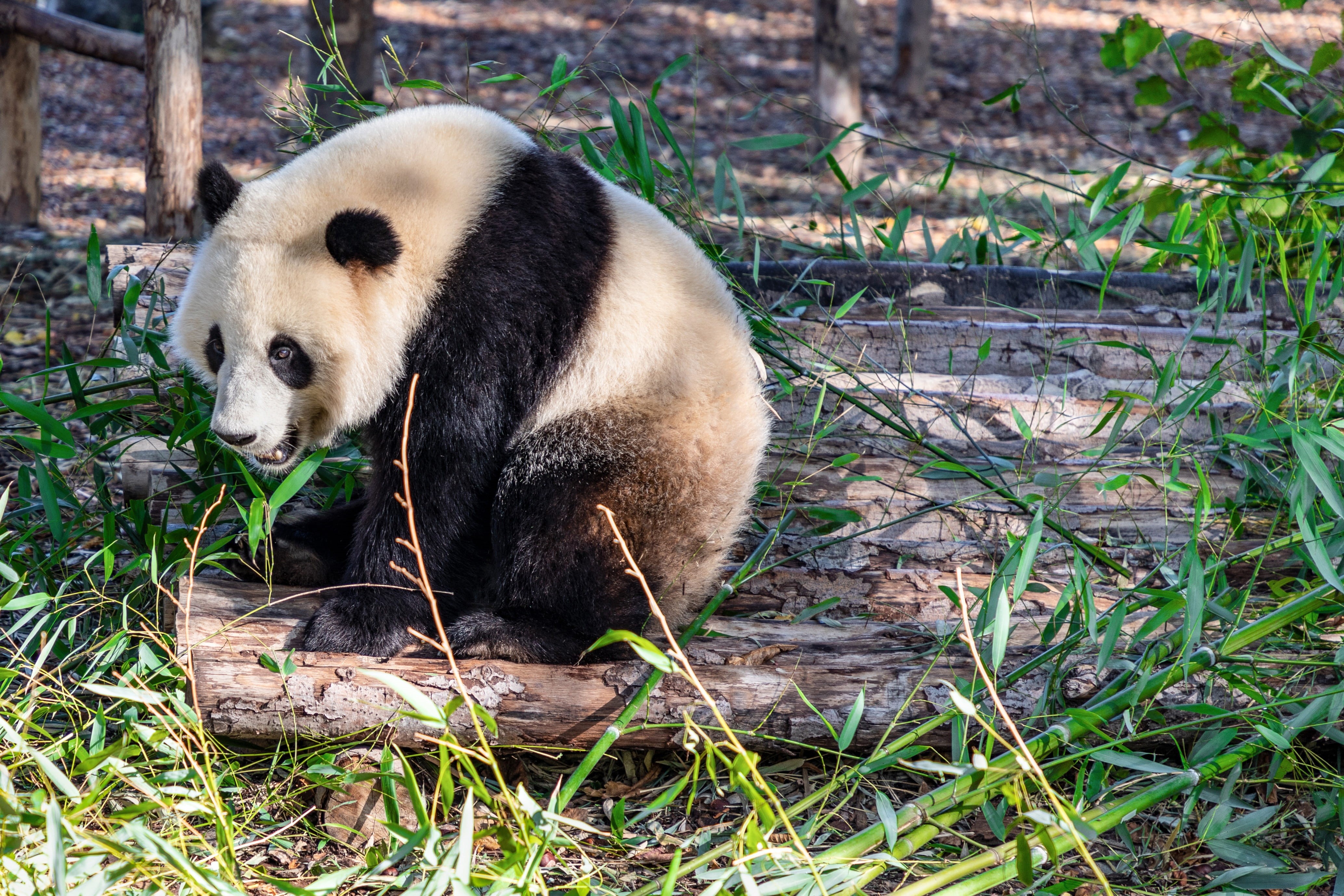 china, mammal, animal world, bears, bamboo, bamboo - plant, animal themes, 4K, bear, giant panda, nature, no people, herbivorous, animal, vertebrate, white, HD Wallpaper
