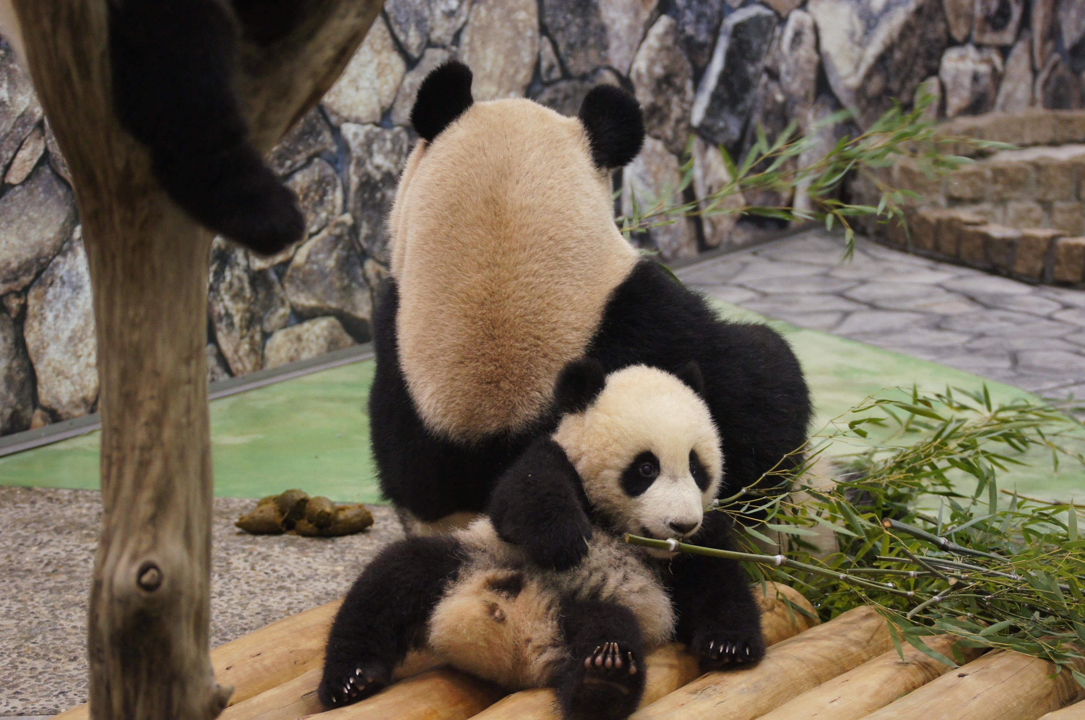 cub, young Animal, rest, wildlife, endangered Species, animals And Pets, plant, animal family, sichuan Province, zoo, no People, panda - Animal, giant, HD Wallpaper