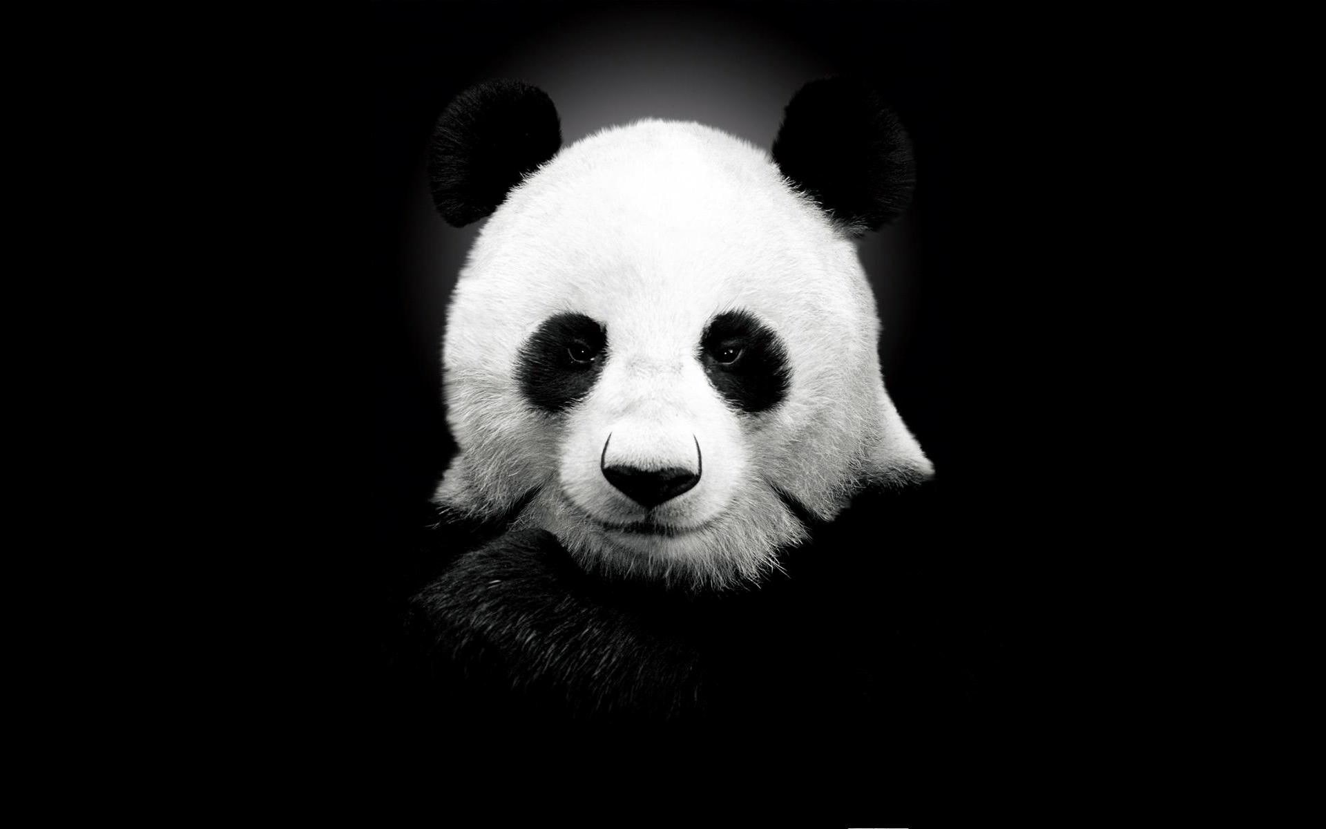 pabear, panda, cute, animals, bear, white, face, black, 1080P, HD Wallpaper