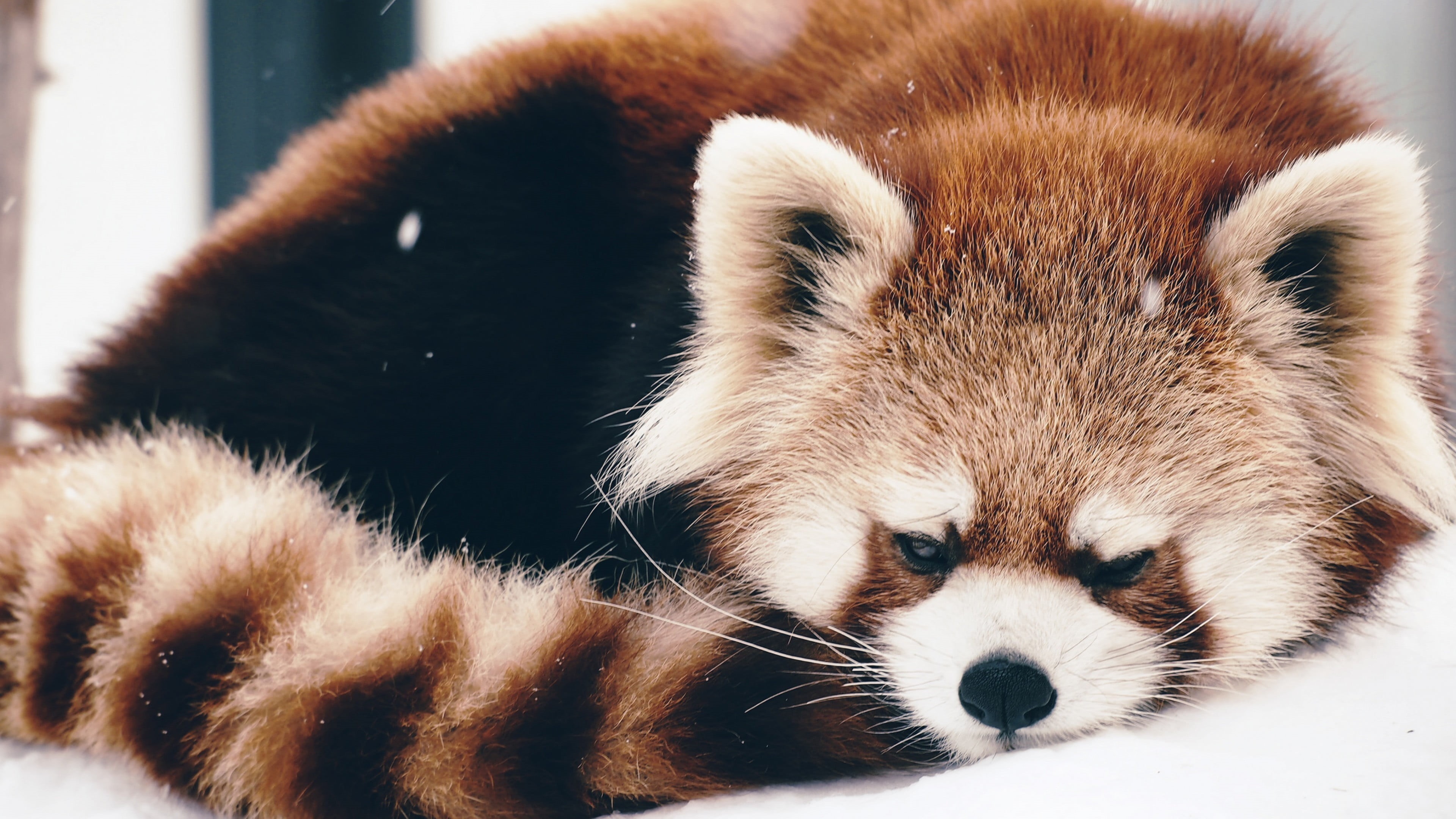 mammal, relaxation, no people, animal head, dog, animal, red, canine, focus on foreground, animal themes, pets, vertebrate, day, close-up, domestic, animals, HD Wallpaper