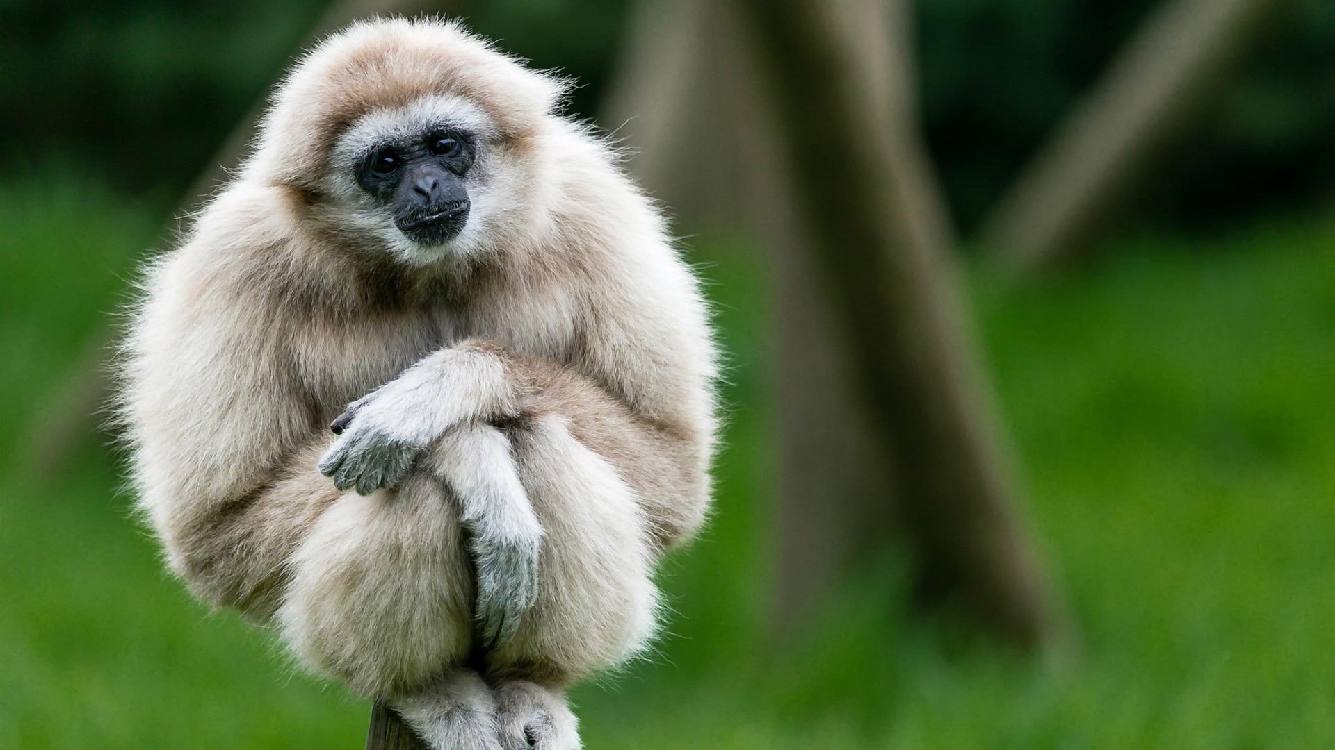 animals, apes, gibbons, 1080P, HD Wallpaper