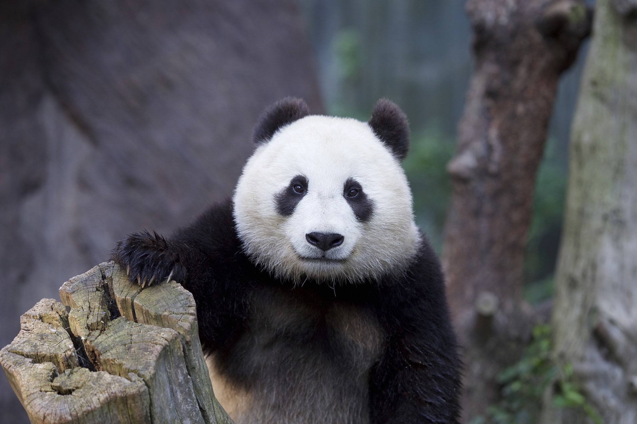 bear, 1080P, Nature, panda, white, black, HD Wallpaper