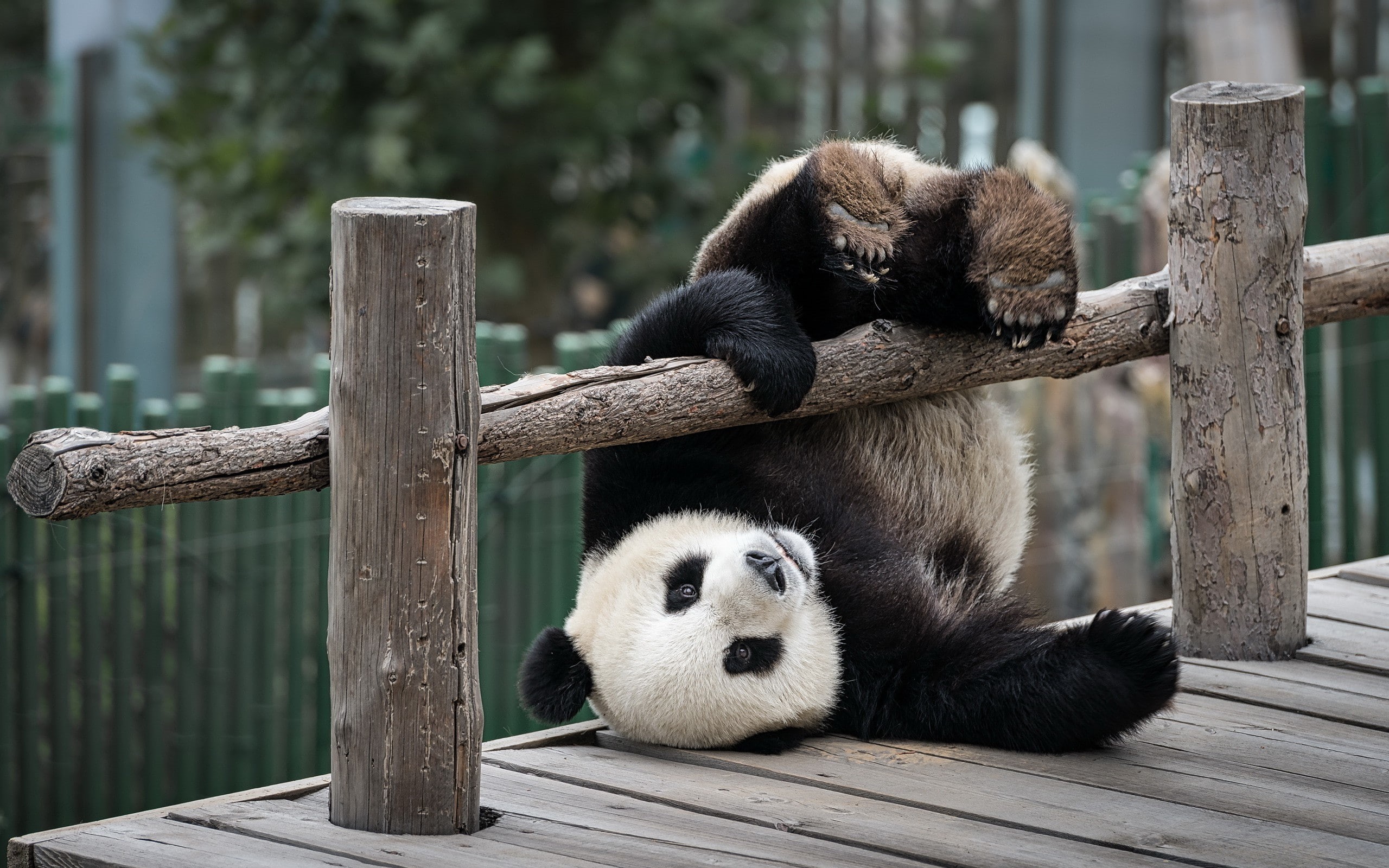 black, s, panda, playing, bear, 2K, Amazing Animals, white, HD Wallpaper
