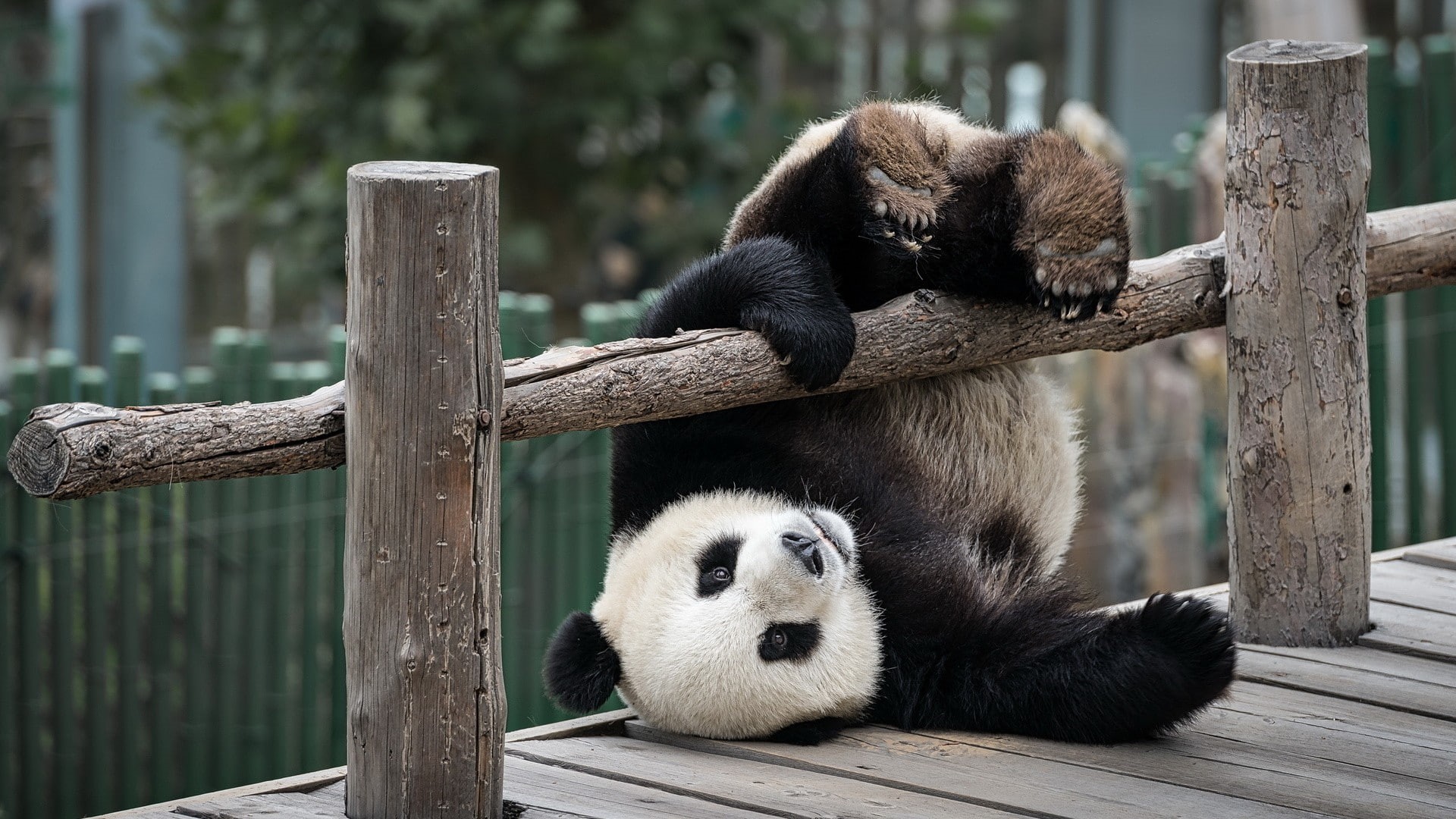 wooden surface, humor, trees, upside down, fence, wood, panda, 1080P, animals, falling, HD Wallpaper