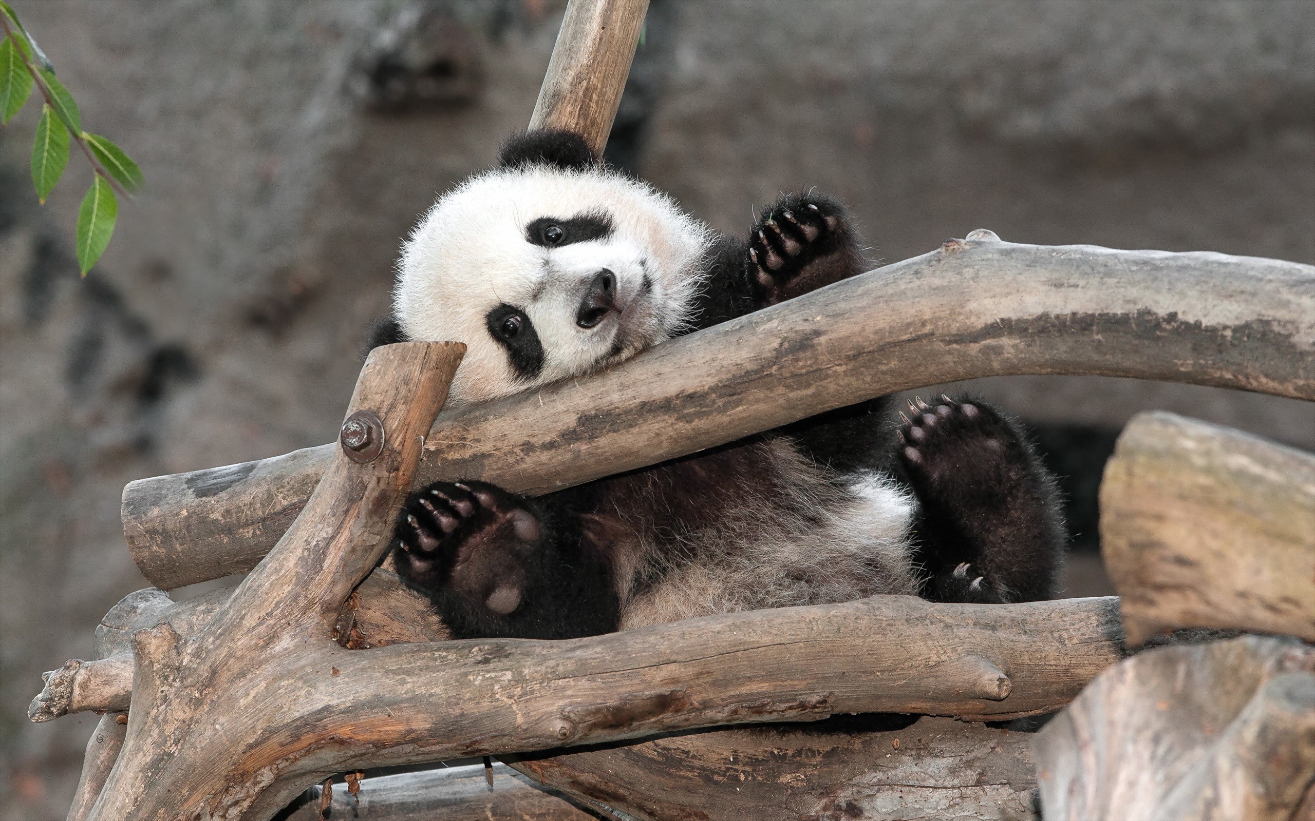 san diego, zoo, 2K, bear, panda, HD Wallpaper