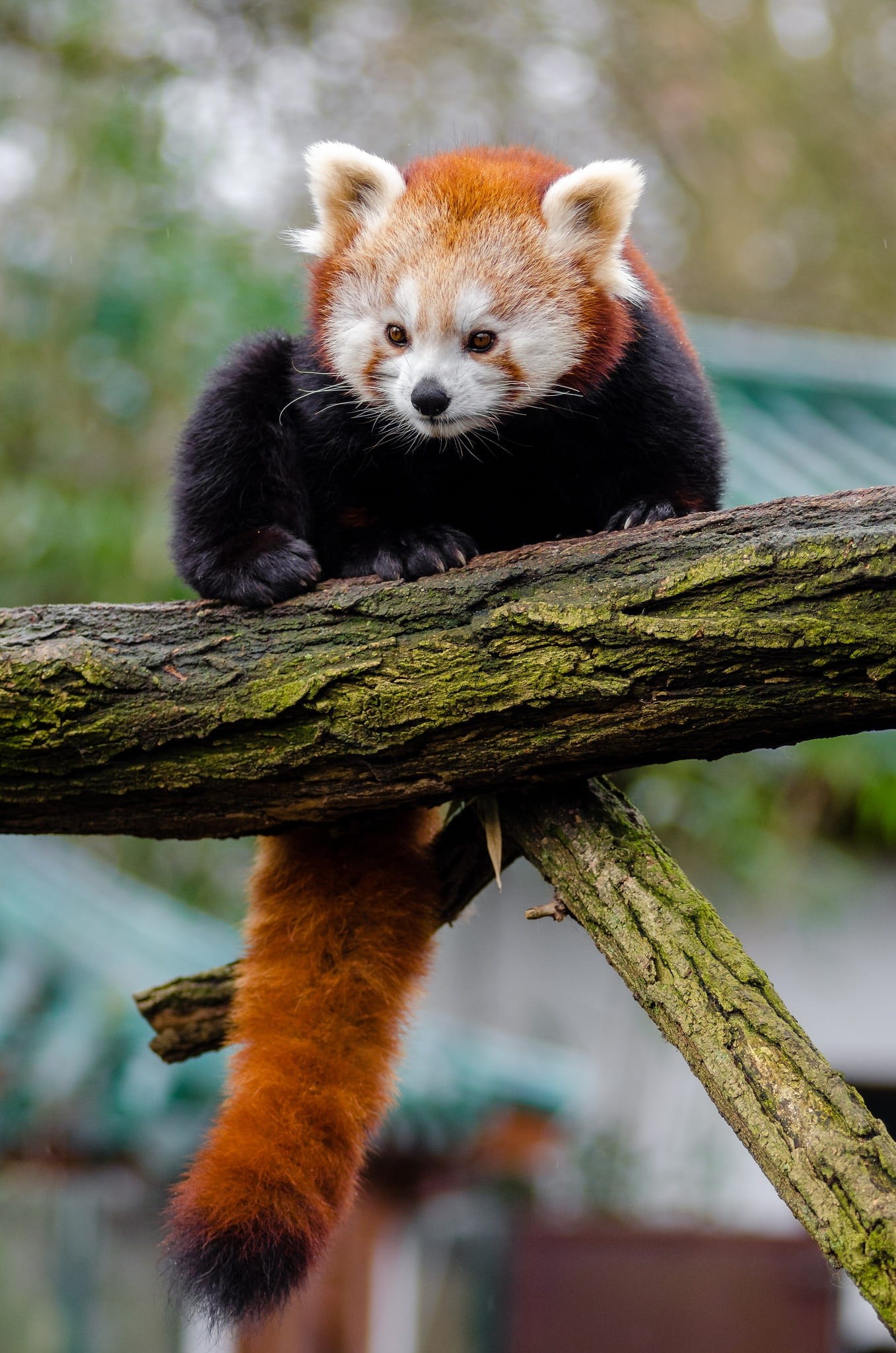 no people, leaves, cute, tree, bamboo, panda, branches, red, gestation 135 days, day, mammal, zoo, in voice of endangered, one animal, looking away, animals, Phone HD Wallpaper