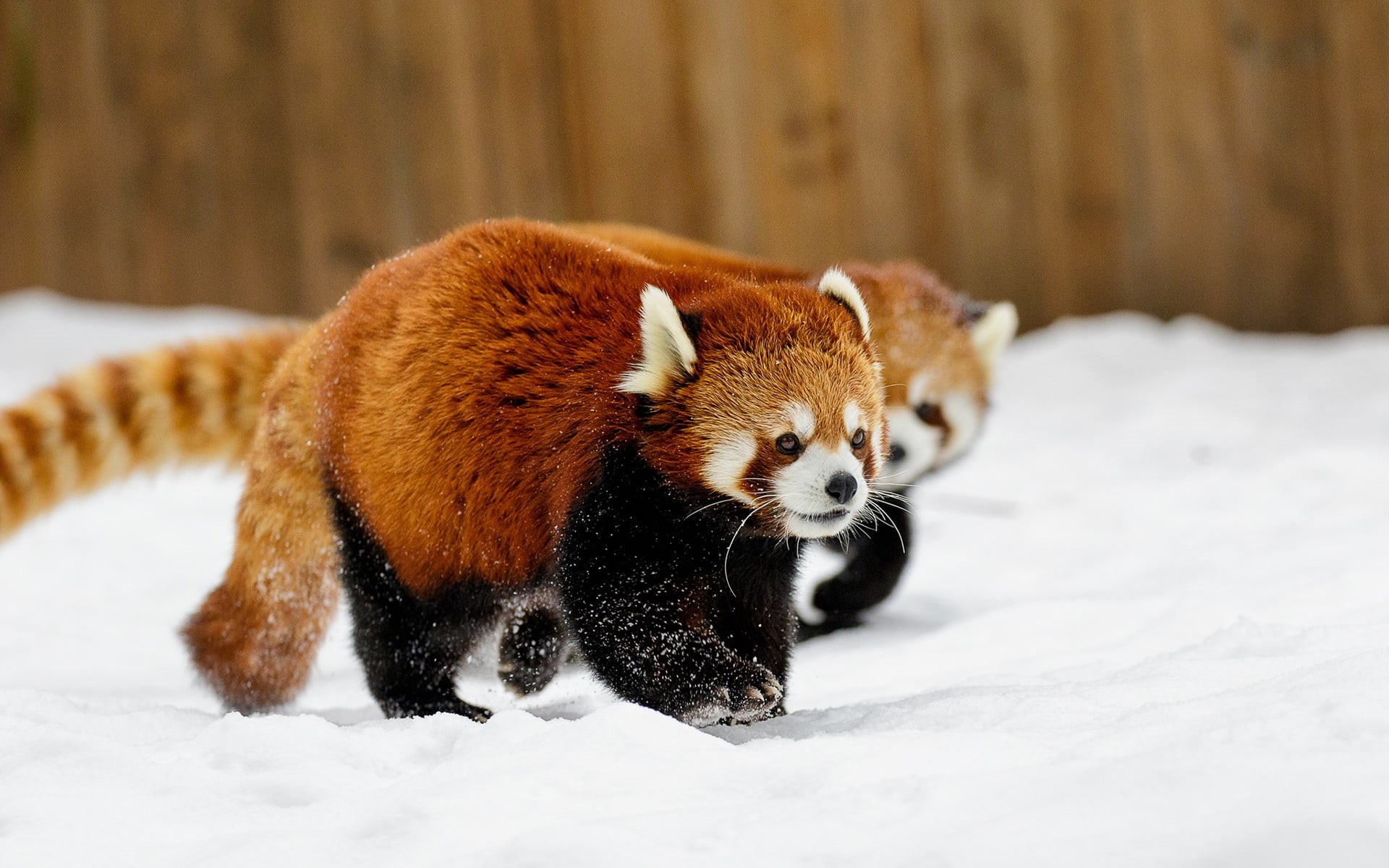 snowing, covering, pandas, winter, focus on foreground, whisker, animal wildlife, snow, animals in captivity, day, nature, animals in the wild, one animal, HD Wallpaper
