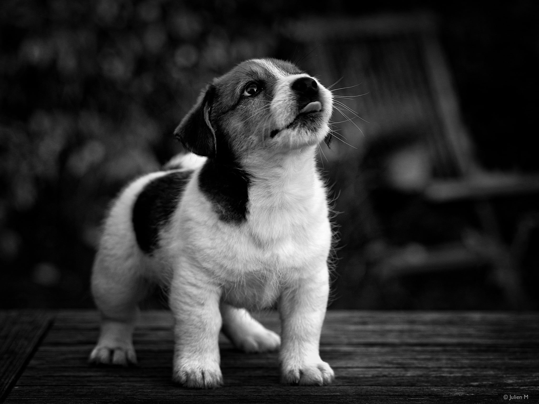 siberian, canine, cute, young animal, one animal, puppy, day, mammal, dog, sitting, black, looking away, pets, full length, white, 1080P, animals, domestic, HD Wallpaper