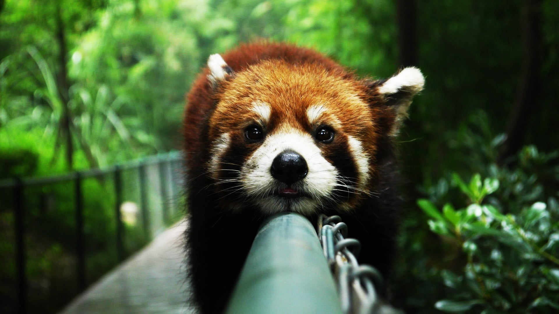 portrait, young Animal, red, outdoors, animals In The Wild, leaf, bamboo - plant, cute, day, brown, vertebrate, fur, nature, atmosphere, panda, looking at camera, HD Wallpaper
