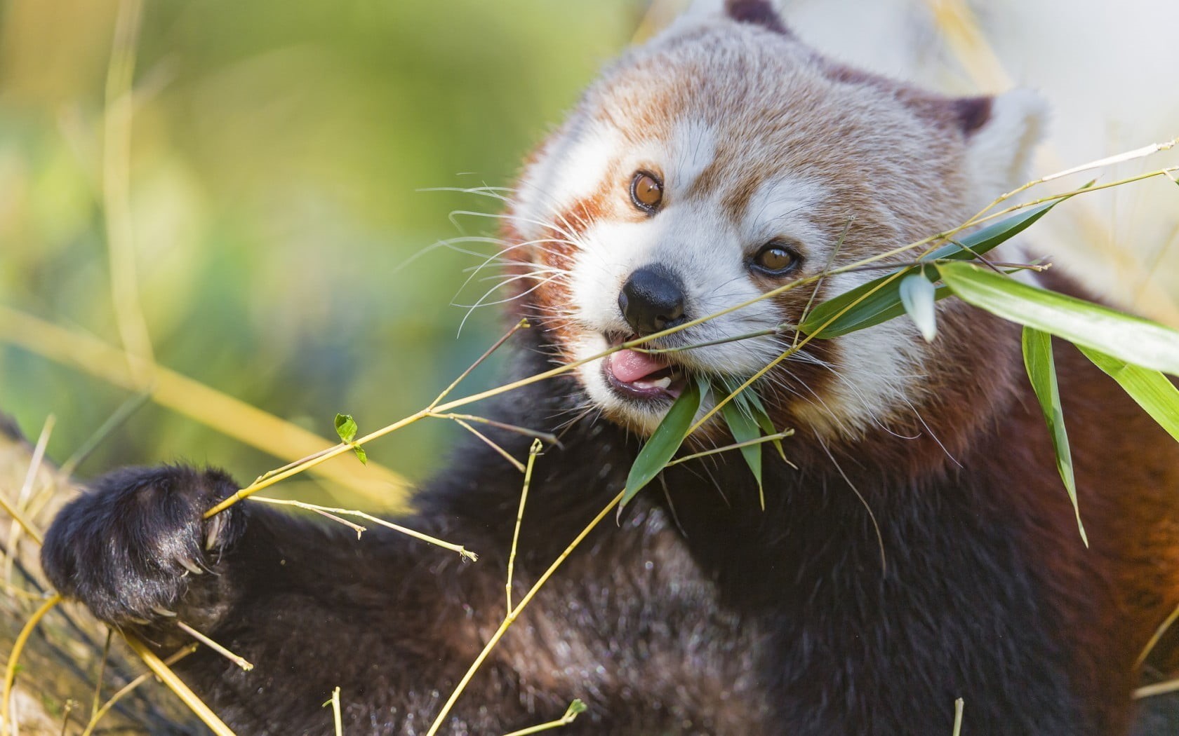 whisker, mammal, bamboo - plant, outdoors, animals in the wild, 720P, animal, stick - plant part, mouth open, animals, animal themes, focus on foreground, HD Wallpaper