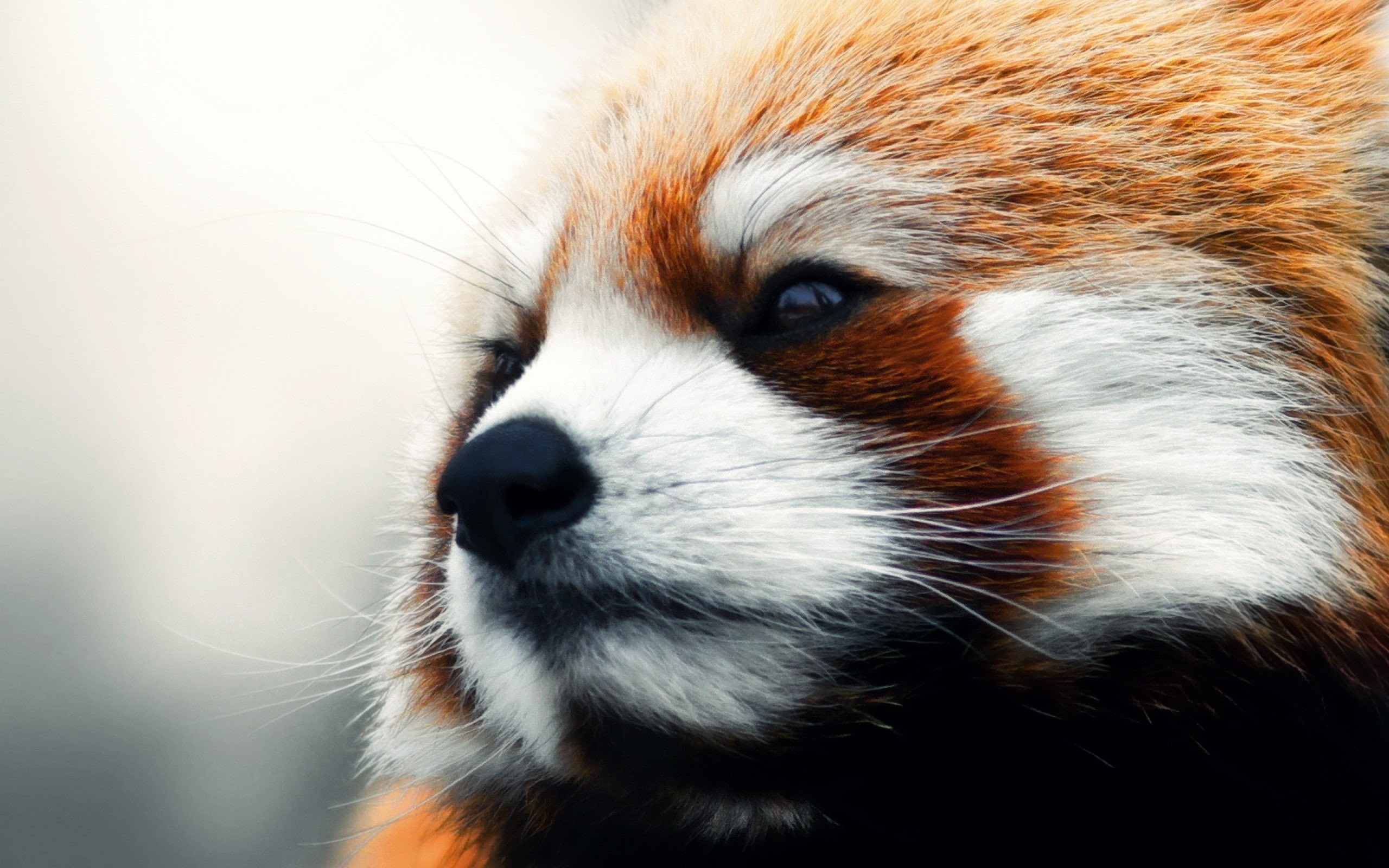 animals, 2K, closeup, red panda, mammals, wildlife, HD Wallpaper