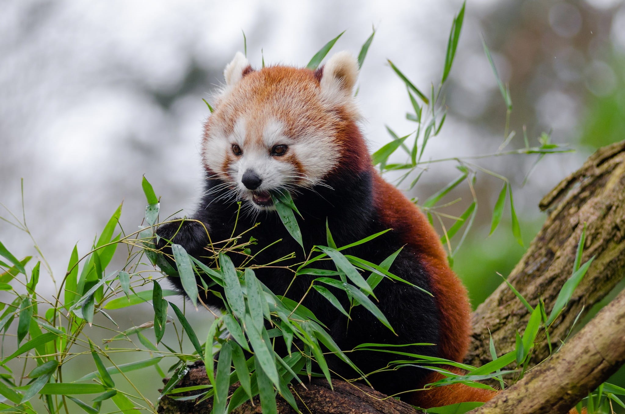 eating, asia, mammal, plant, gestation 135 days, panda, little panda, grass, bamboo, zoo, pandas, animals in the wild, fauna, branches, animal, HD Wallpaper