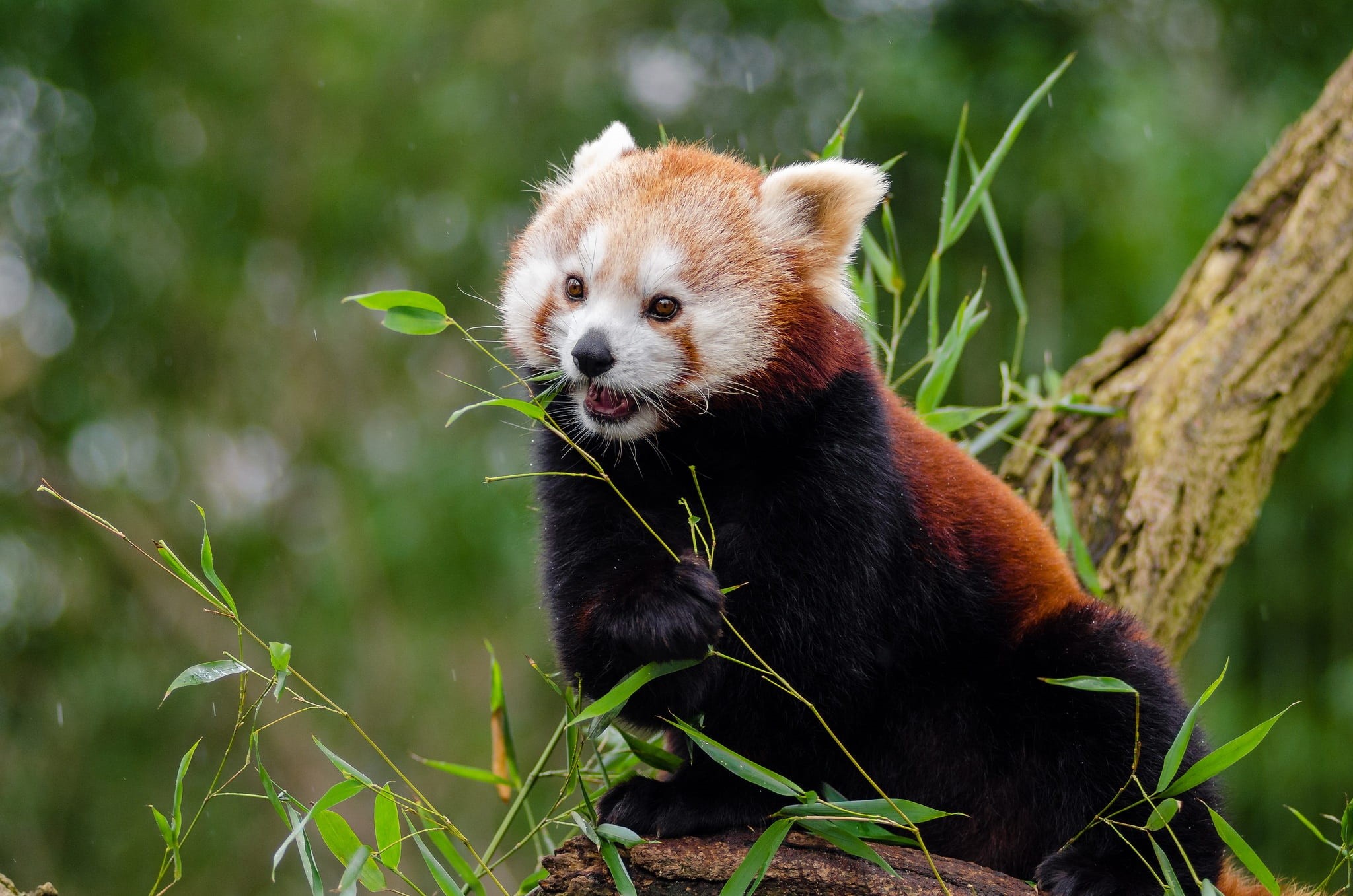 animal themes, mammal, asia, animal wildlife, in voice of endangered, nature, looking, red, panda, branches, bamboo shoots, whisker, animals, bamboo, little panda, HD Wallpaper
