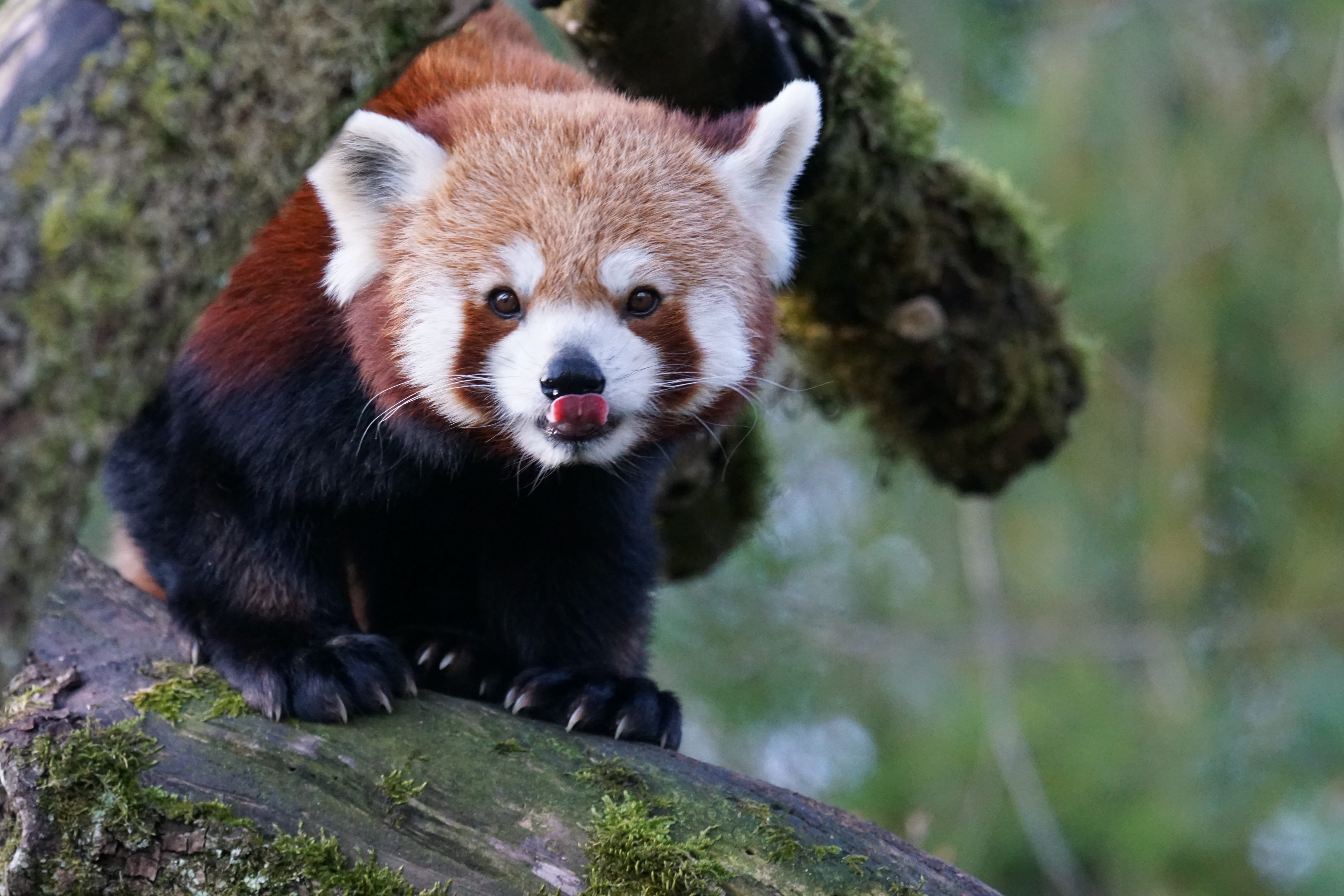 day, animal, small-panda, close, focus on foreground, 5K, plant, tree, animal themes, vertebrate, close-up, photo, animals In The Wild, no people, one Animal, HD Wallpaper