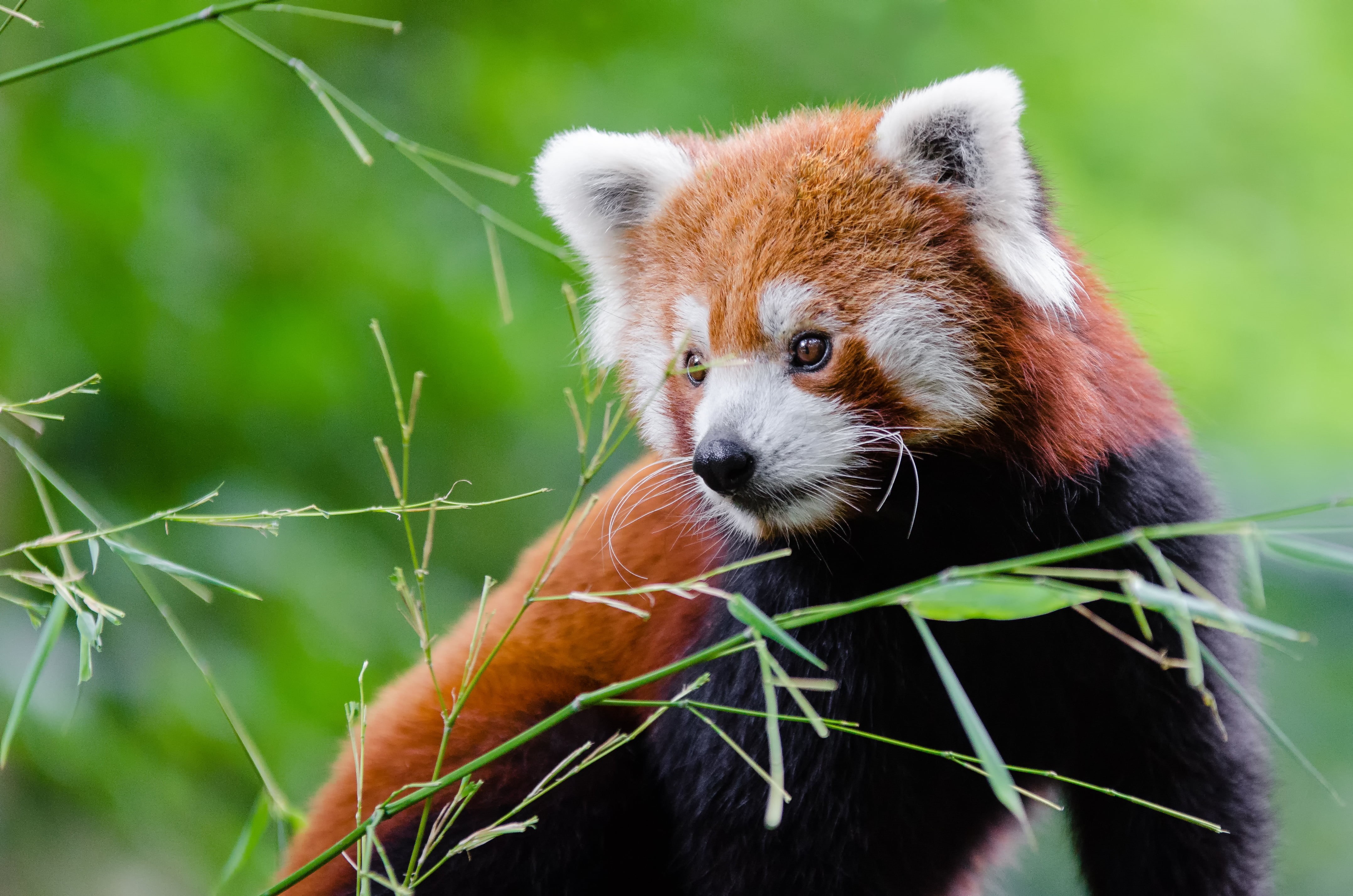 adorable, nose, tier, red, roter, panda, tierpark, tree, face, sueß, brown, süß, spring, mammal, nikon  d7000, ailurus  fulgens, mozilla  firefox, zoo, HD Wallpaper