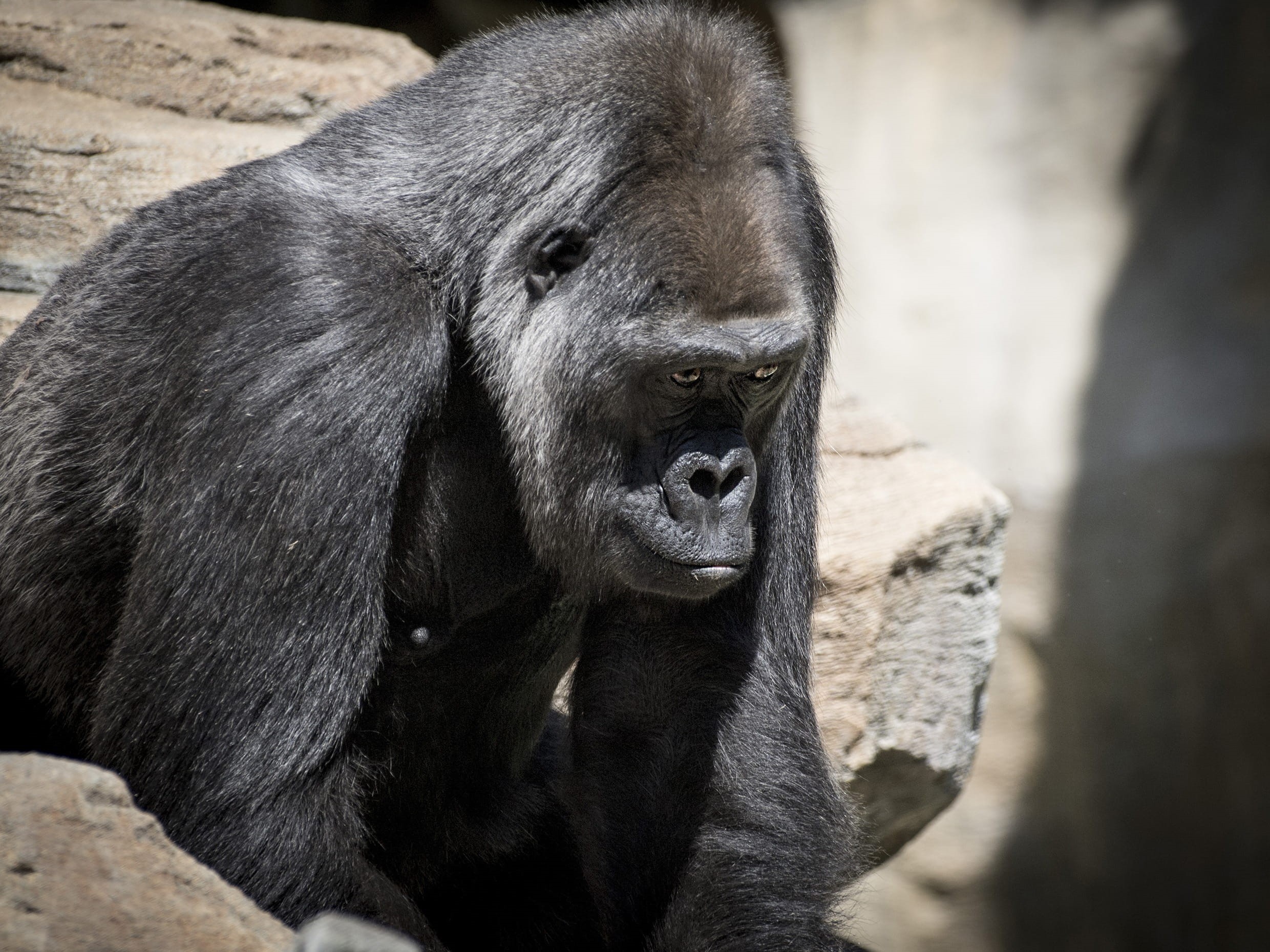 captivity, furry, intelligent, fur, male, nature, close-up, selective, hairy, Wildlife, one animal, ape, society, photography, sitting, jungle, cuddly, HD Wallpaper