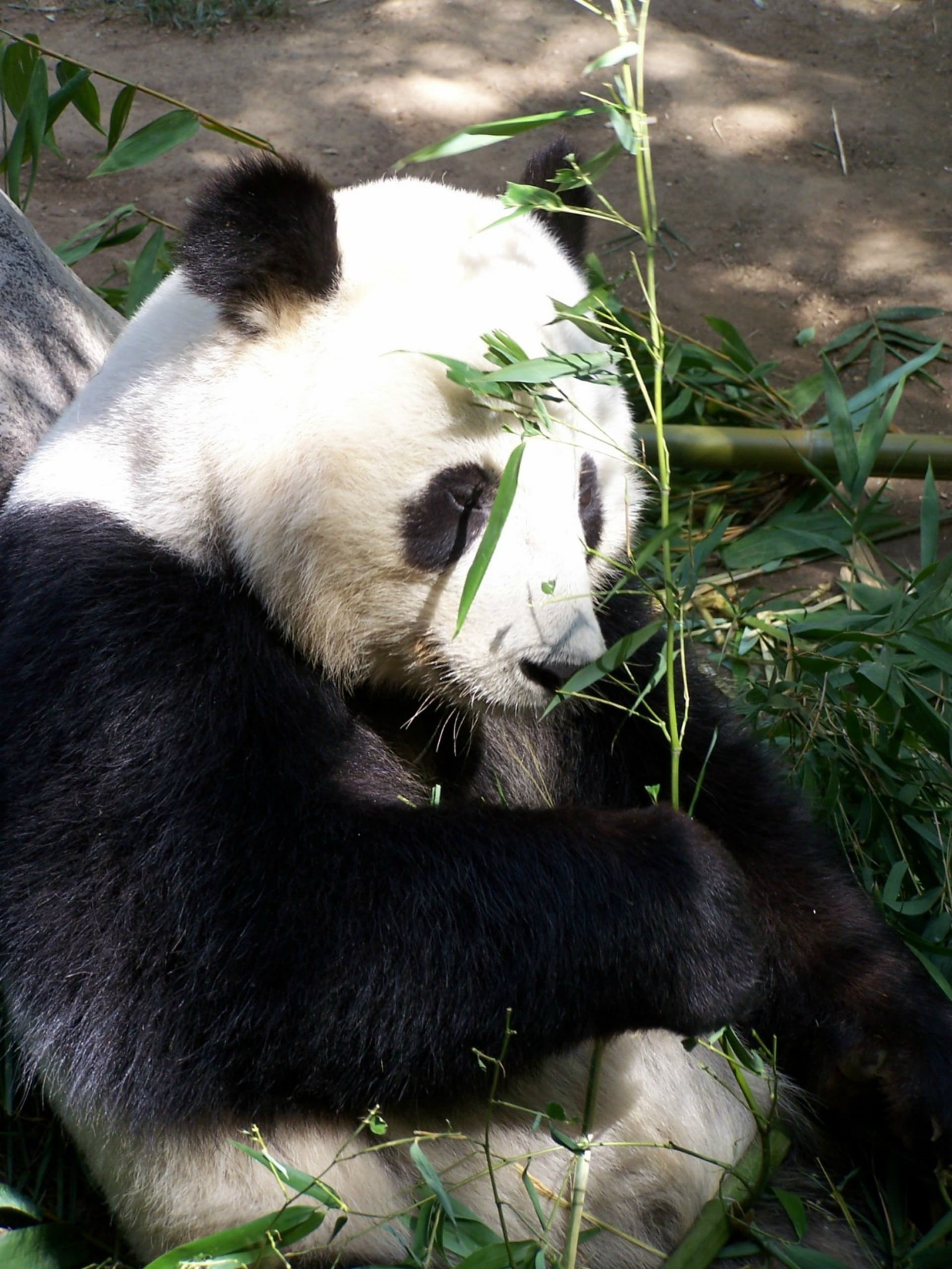 nature, china, eating, herbivorous, asia, panda, no people, bamboo, endangered, giant Panda, bamboo Shoot, wildlife, san diego zoo, plant, 2K, vertebrate, Phone HD Wallpaper