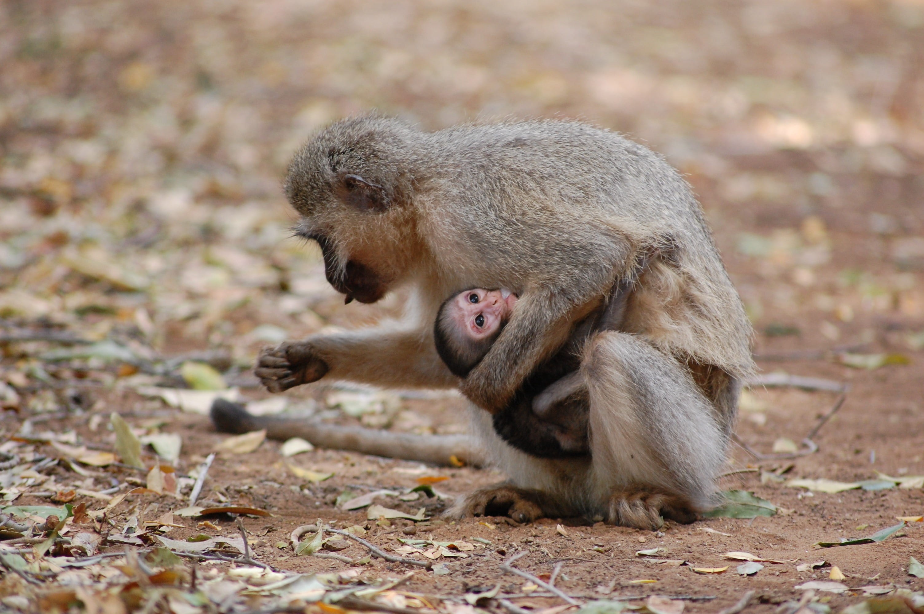 beast, species, animal family, ecology, day, safari, adorable, climber, young animal, vertebrate, mammal, brown, animal wildlife, natural, monkey, creature, HD Wallpaper