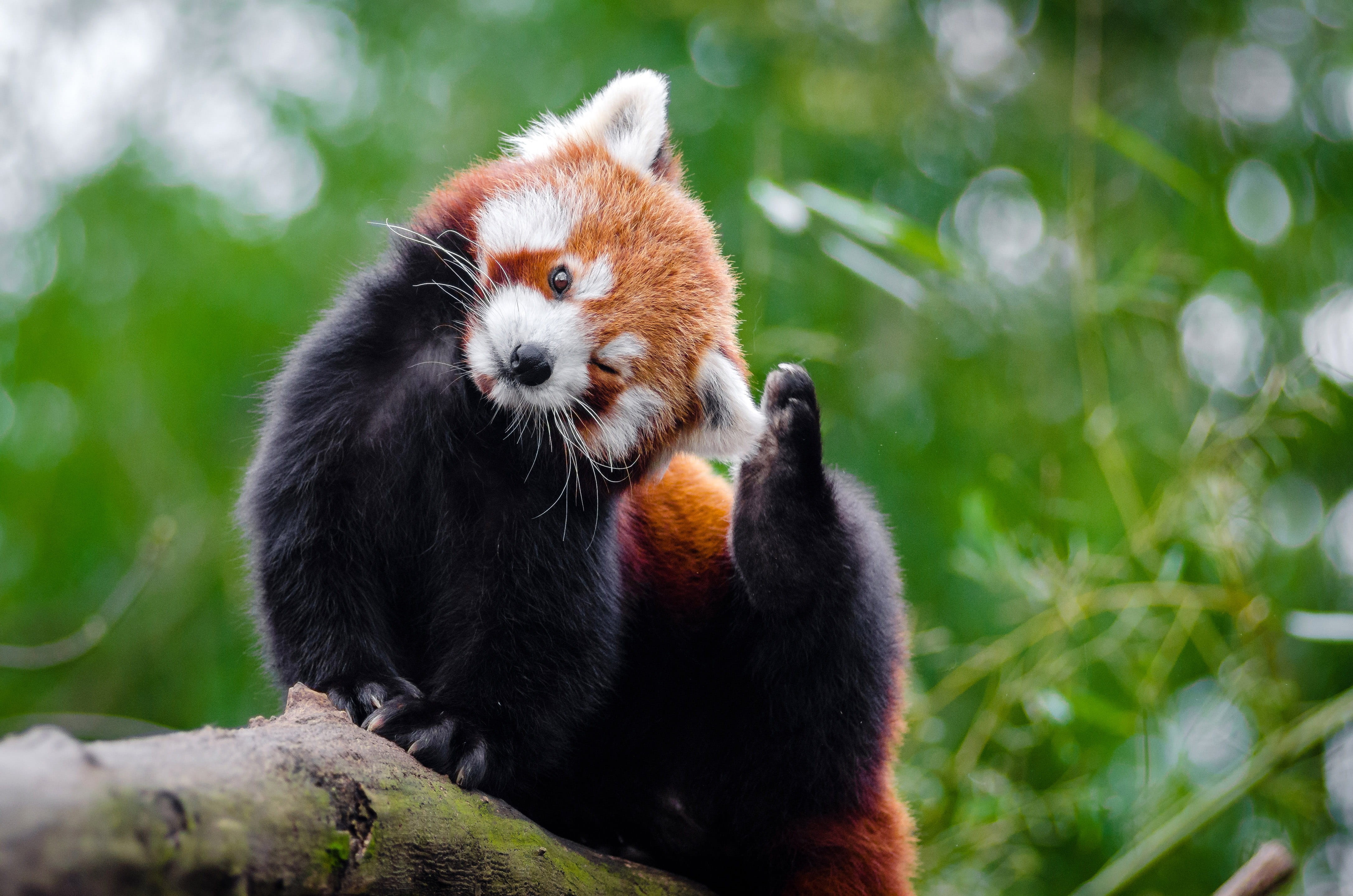 fulgens, animals And Pets, fur, Cute, no people, plant, one animal, animal head, red, public domain, photos, portrait, animal wildlife, tree, day, panda - Animal, HD Wallpaper