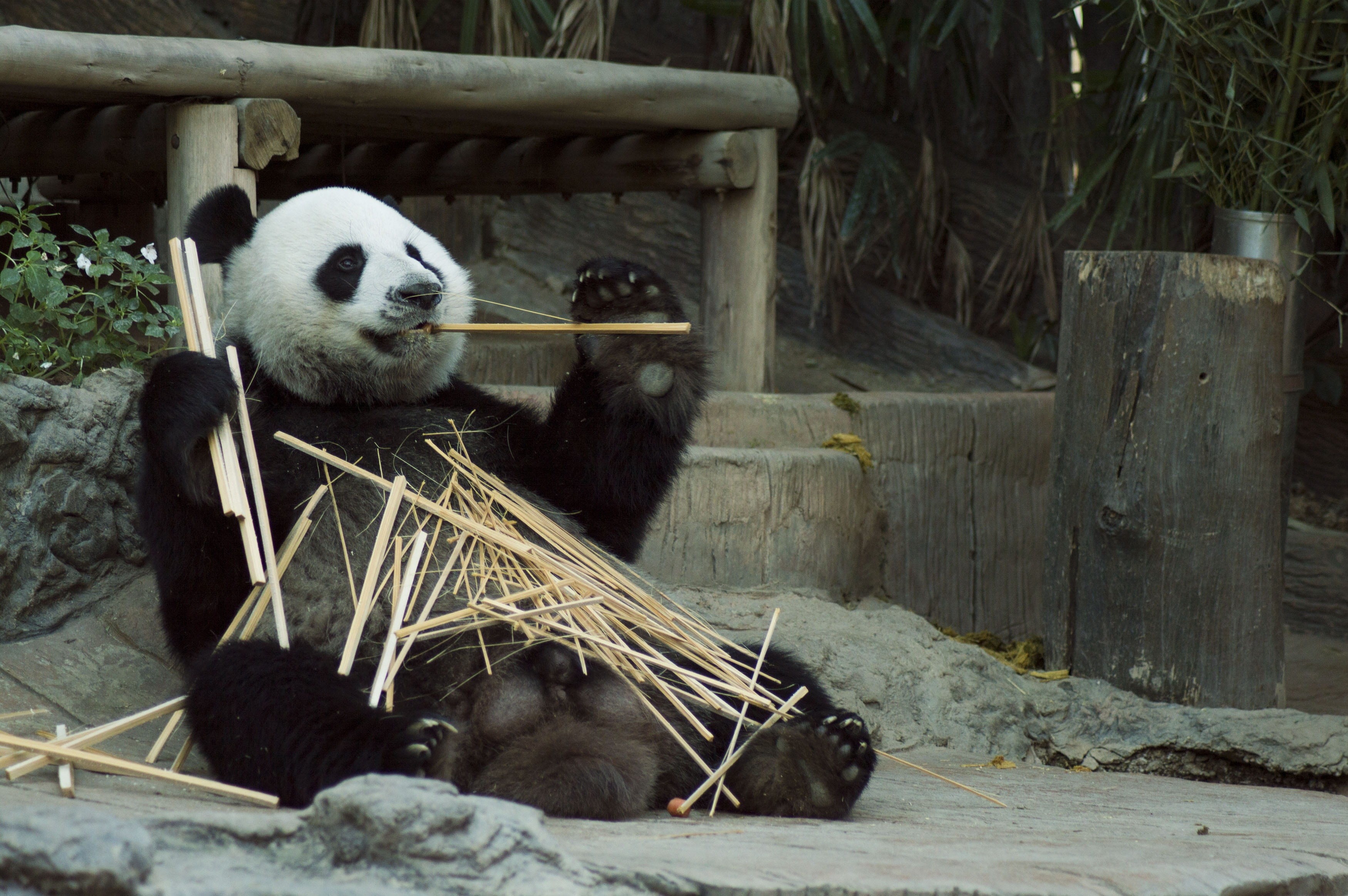 wood - material, sticks, tourism, chinese, white, wild, china, panda, asia, fun, animal themes, young, plant, nature, animals in the wild, animal, animals in captivity, HD Wallpaper