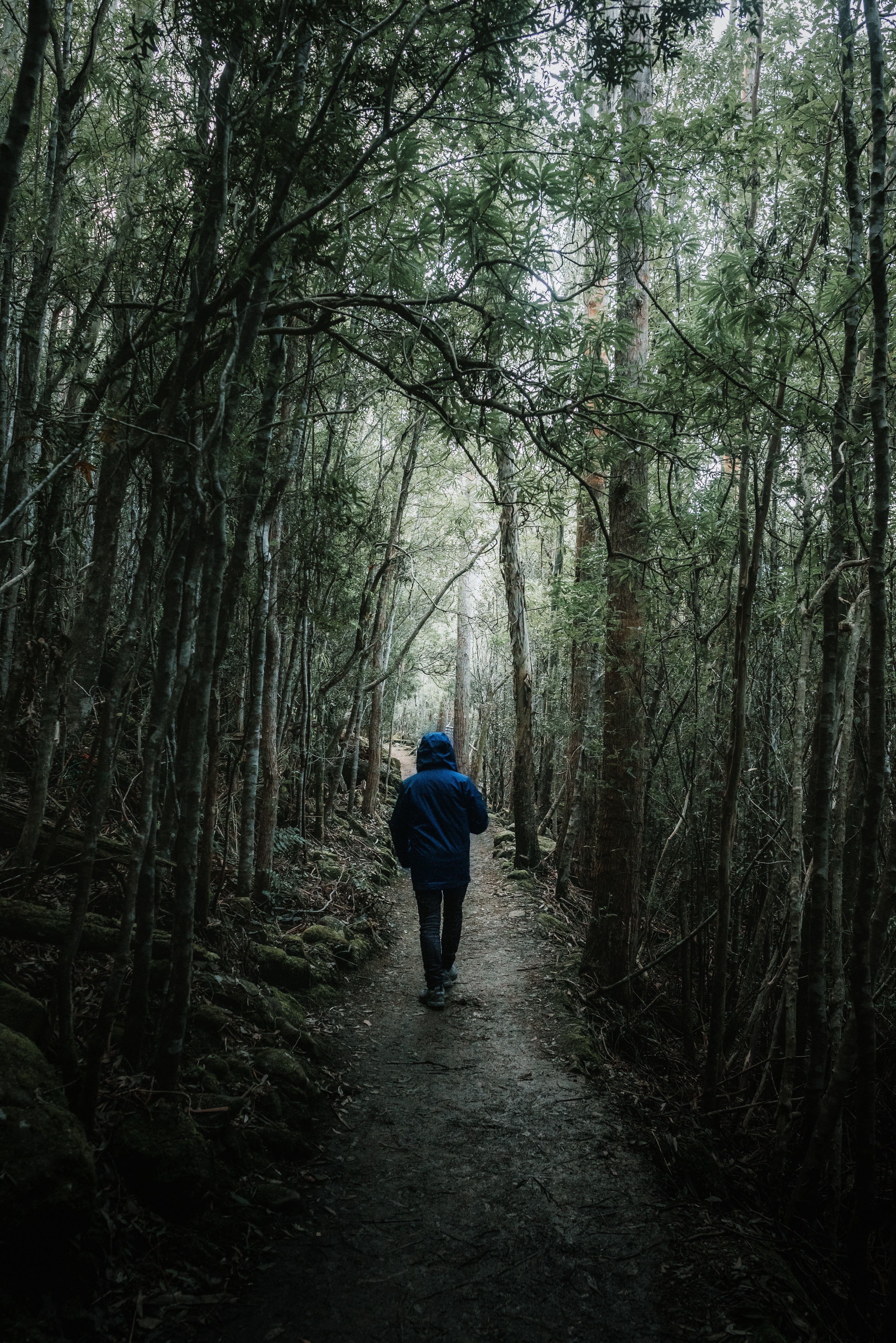 forest light, australia, footpath, landscape, day, dirt, the way forward, forest floor, bamboo, greenery, person, tree, forest, woodland, wellington park, Phone HD Wallpaper