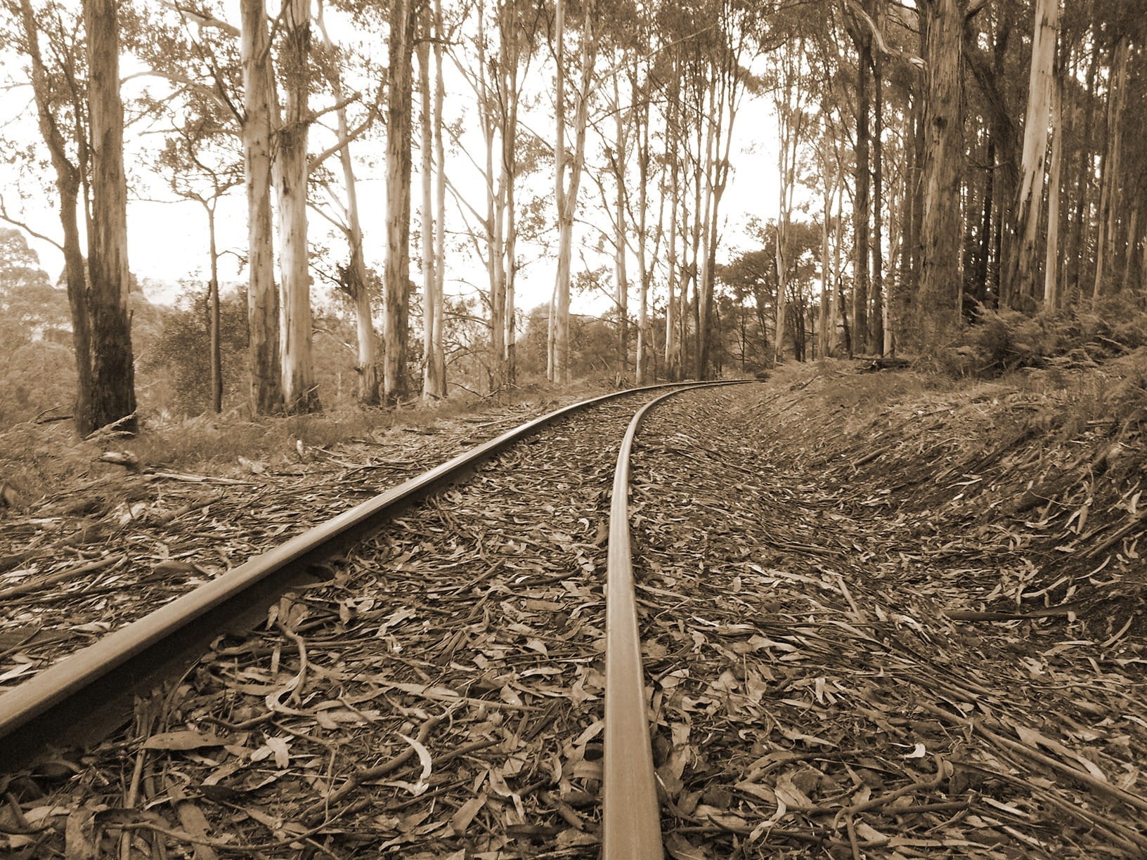 rail transportation, transportation, retro, land, railroad Track, growth, diminishing perspective, iron, antique, track, forest, railroad, outdoors, steel, HD Wallpaper