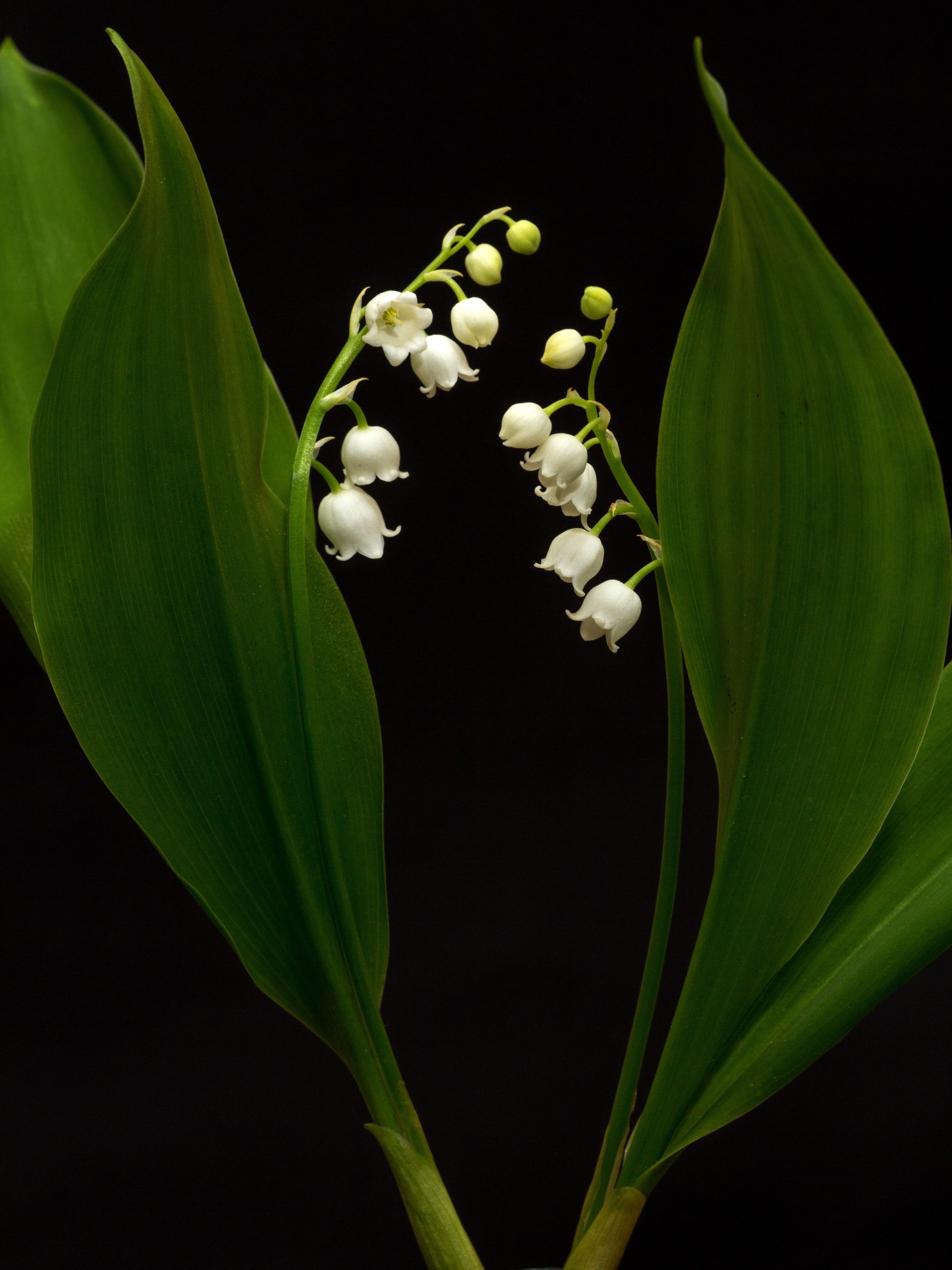 4K, green, growth, convallaria majalis, fragility, plant, beauty in nature, photo, freshness, lily of the valley, flowers, flower, inflorescence, flowering plant, Phone HD Wallpaper