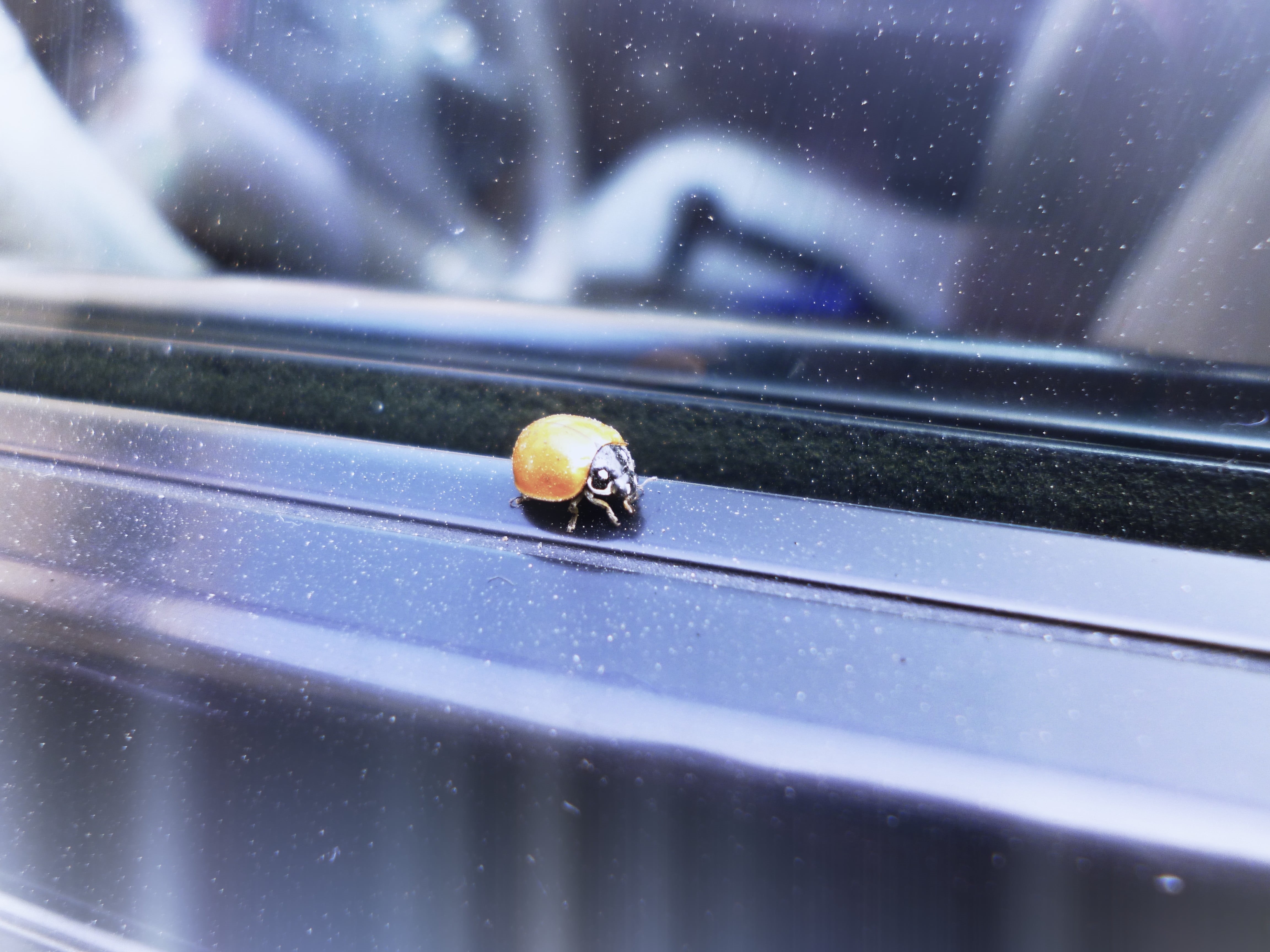 animal wildlife, black, window, housefly, beetle, small, nature, day, no people, focus on foreground, invertebrate, ps, outdoors, animals in the wild, console, HD Wallpaper
