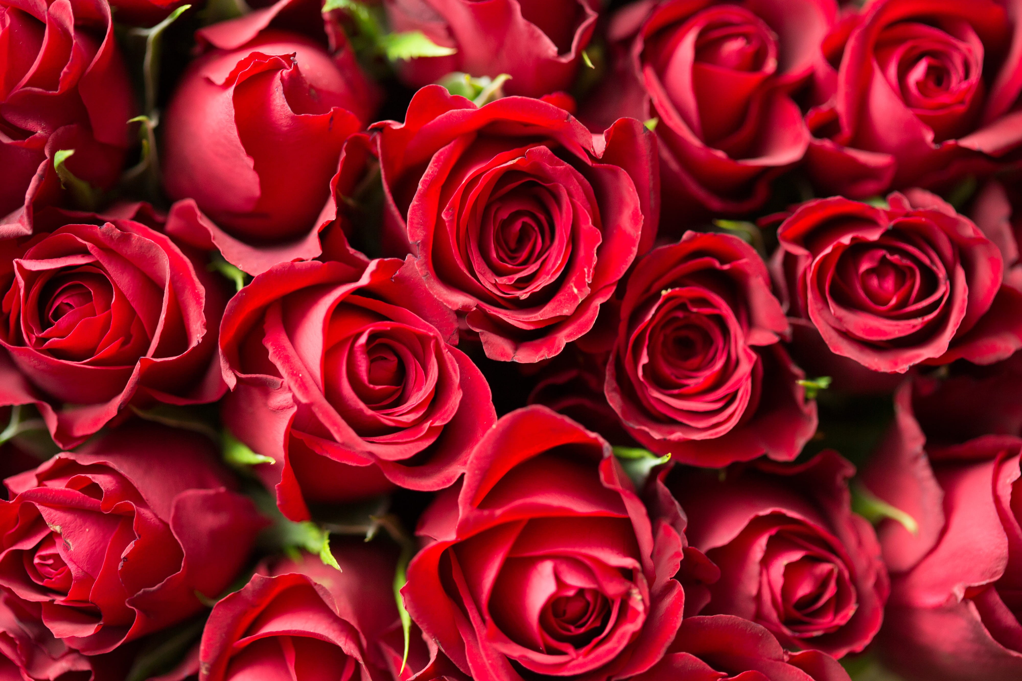 bouquet, positive emotion, flora, bud, bloom, valentines day - holiday, fragility, close, plant, full frame, flowering plant, blooming, rose - flower, roses, HD Wallpaper