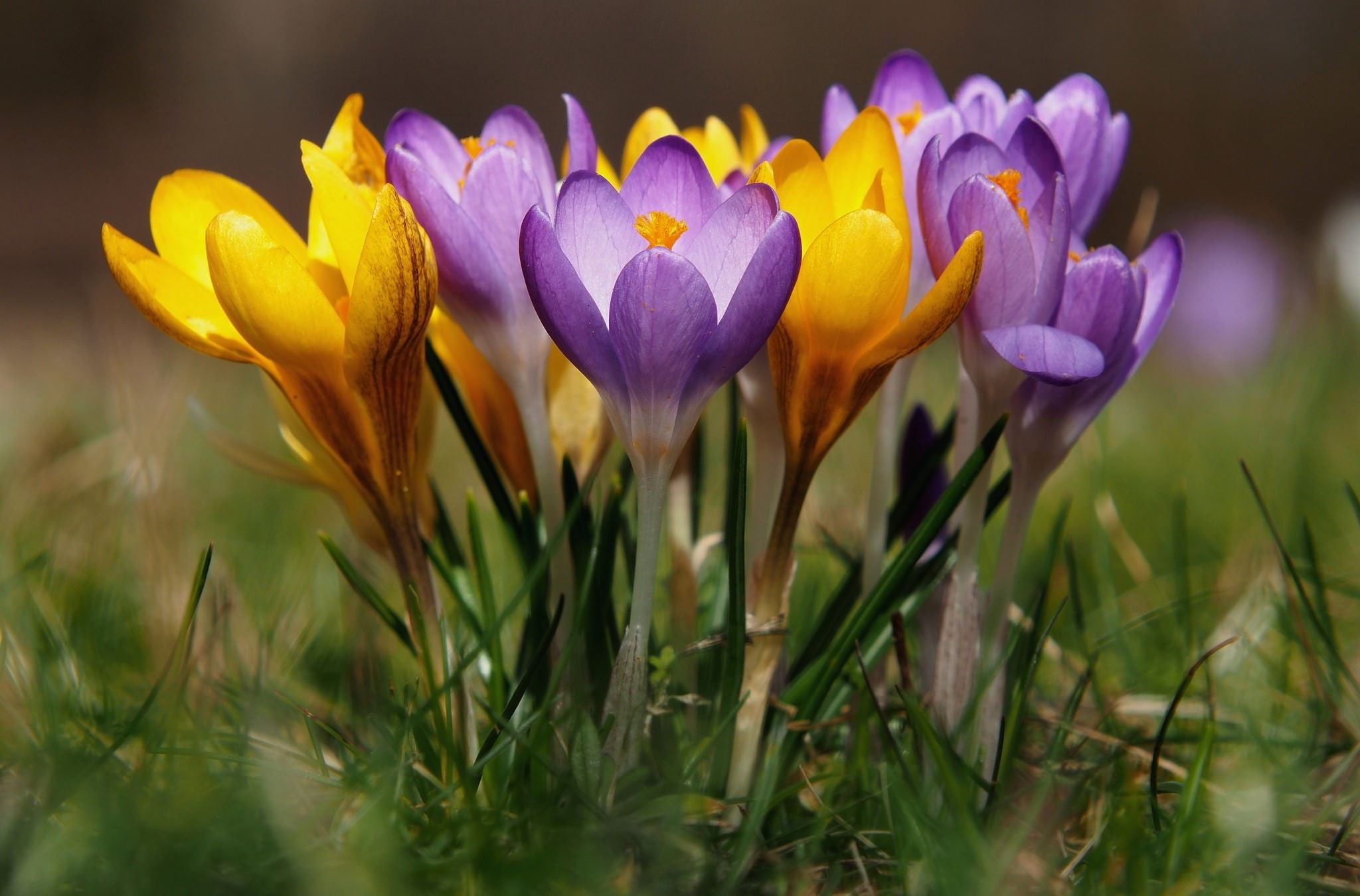 crocuses, bokeh, 1080P, saffron, spring, HD Wallpaper