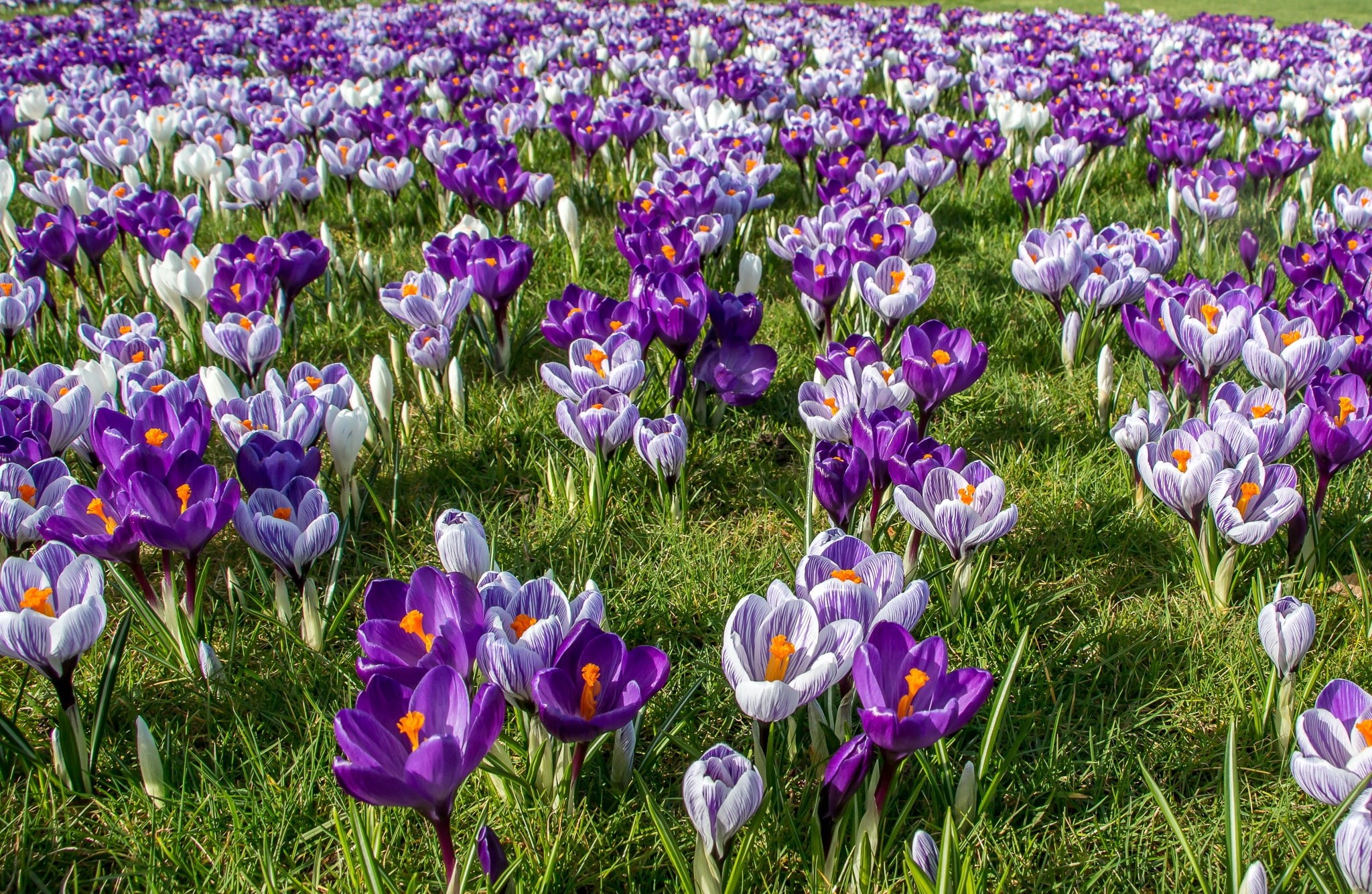 crocuses, saffron, 1080P, spring, HD Wallpaper