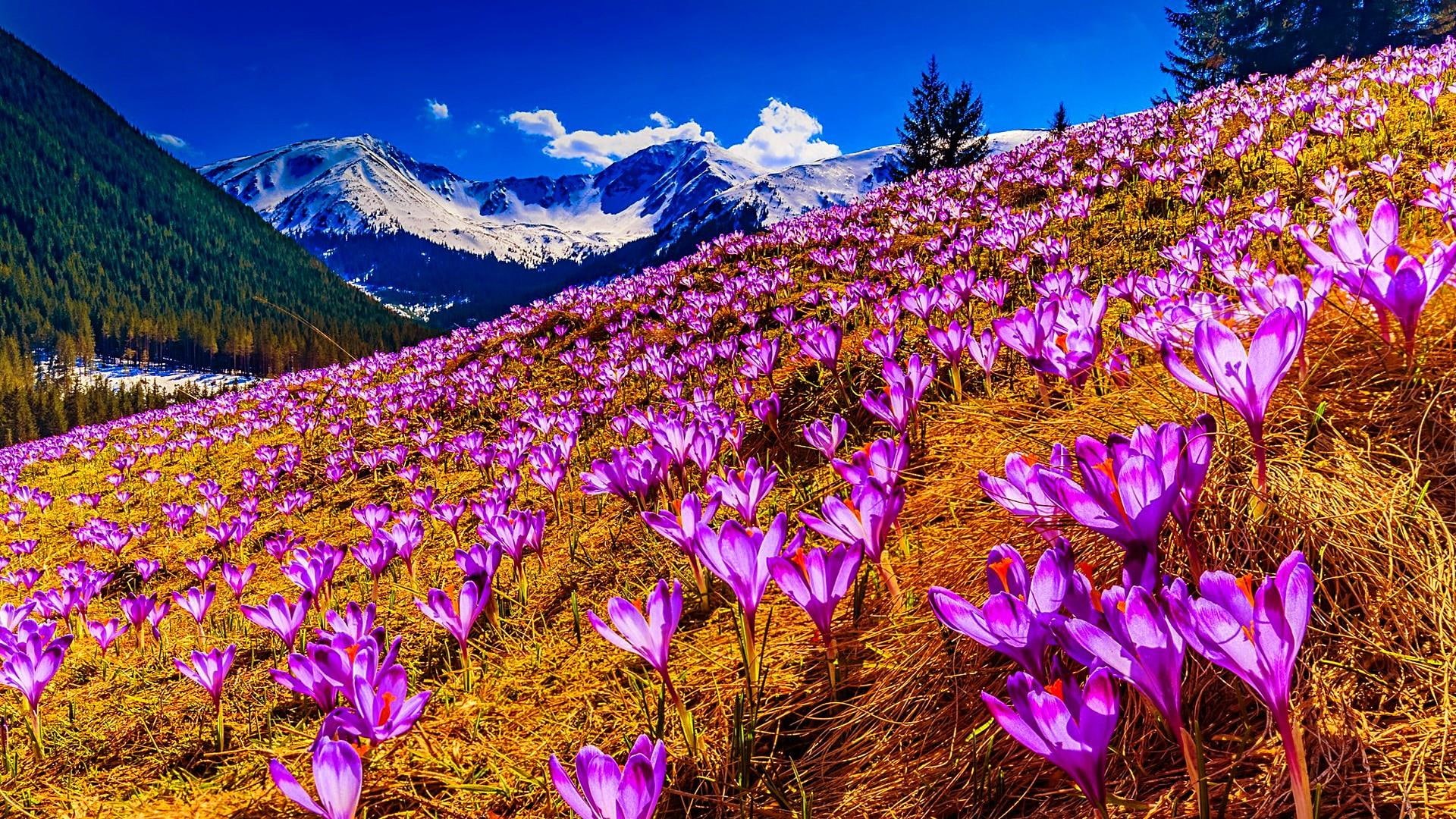 crocuses, spring landscape, spring field, field, flowers, snow, spring, crocus field, crocus, 1080P, mountain, HD Wallpaper