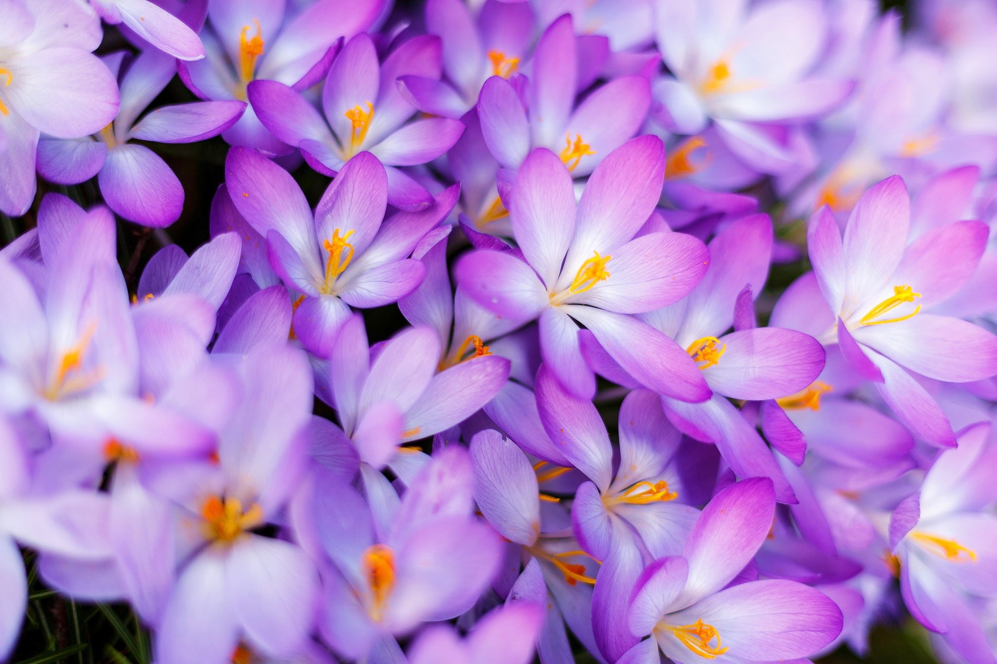 saffron, spring, 1080P, crocuses, petals, macro, a lot, HD Wallpaper