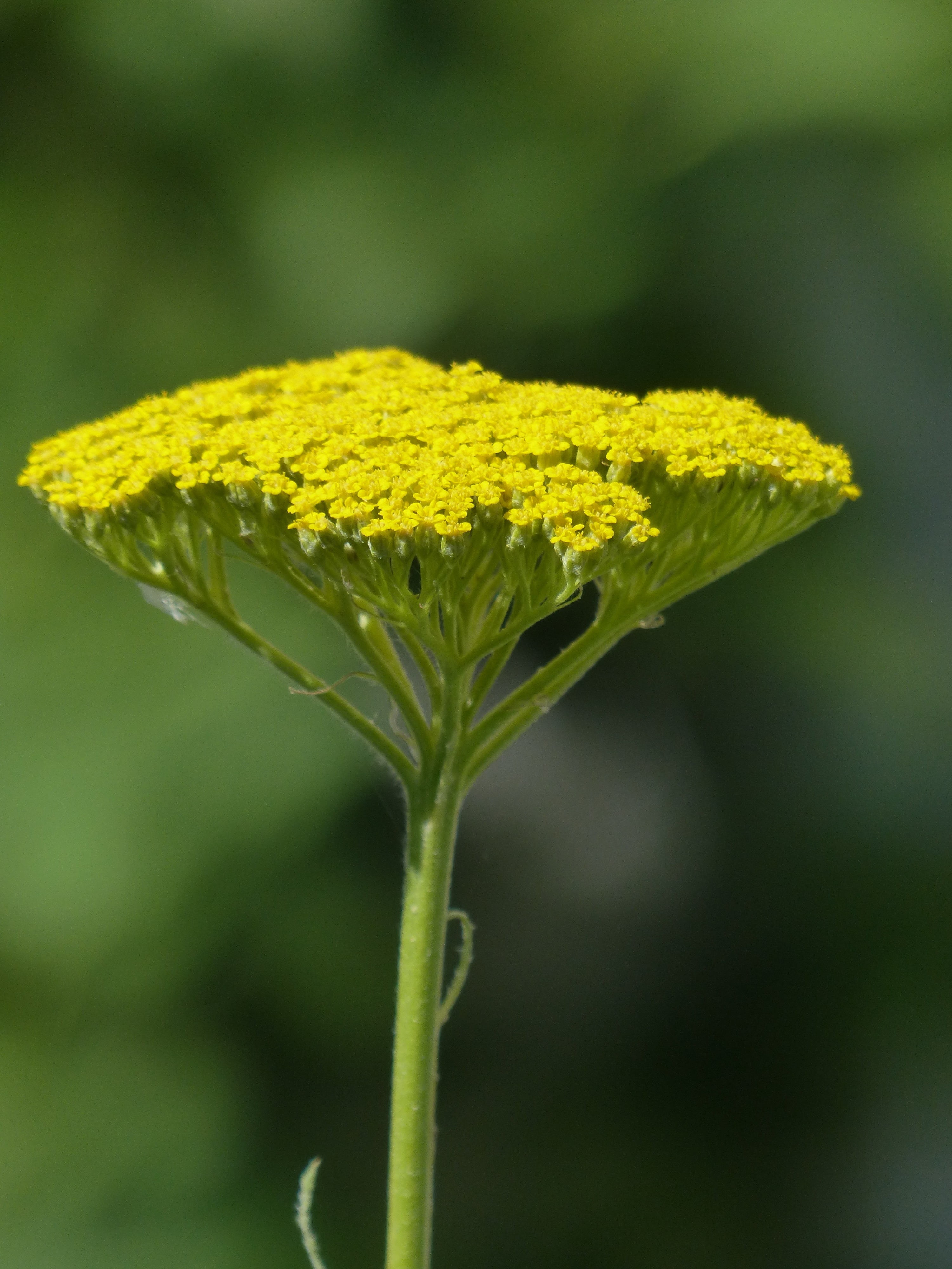lemon, green Color, tanacetum angulatum willd, bloom, beauty in nature, 4K, cup shaped inflorescences of part, tanacetum angular willd, achillea filipendulina, Phone HD Wallpaper