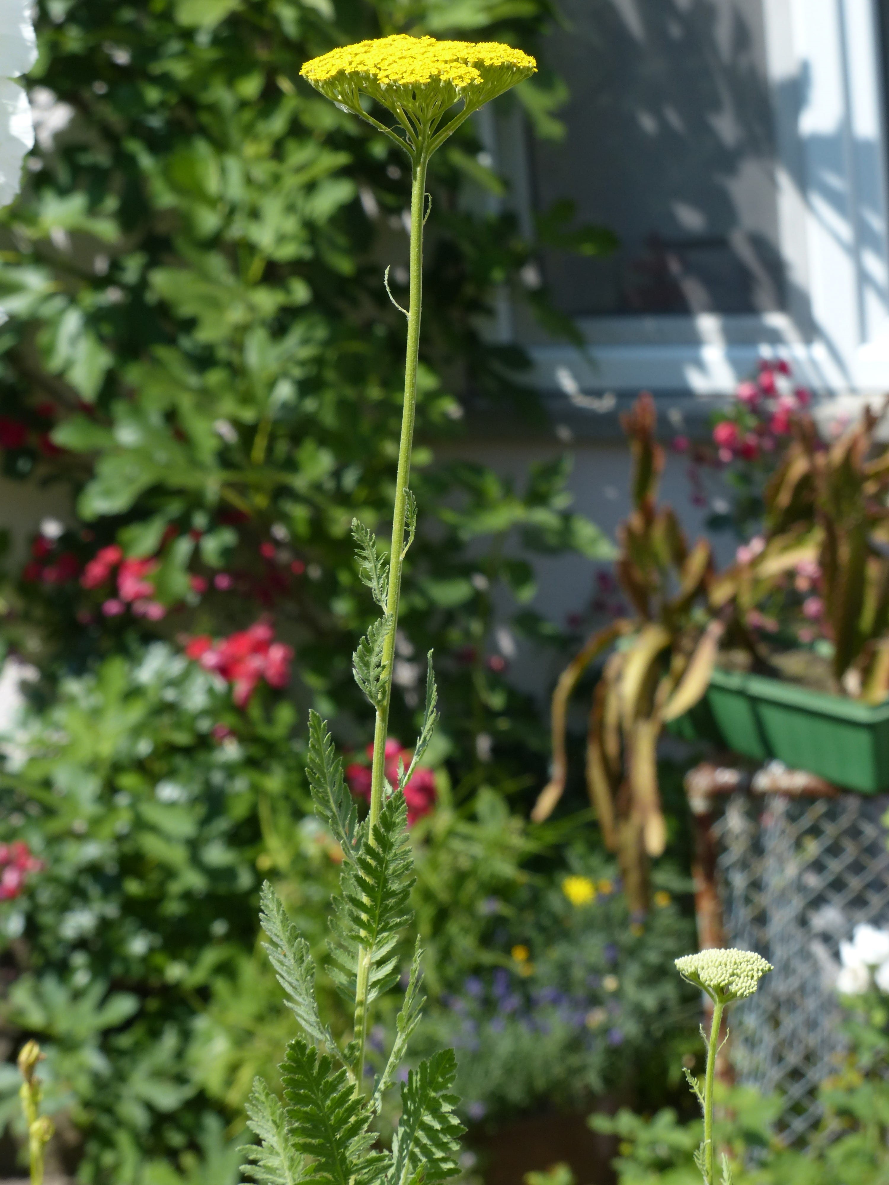 shrub, tanacetum angular willd, gold yarrow, composites, no people, asteraceae, screen good, growth, high yarrow, bright yellow, day, yellow, bloom, achillea filipendulina, Phone HD Wallpaper