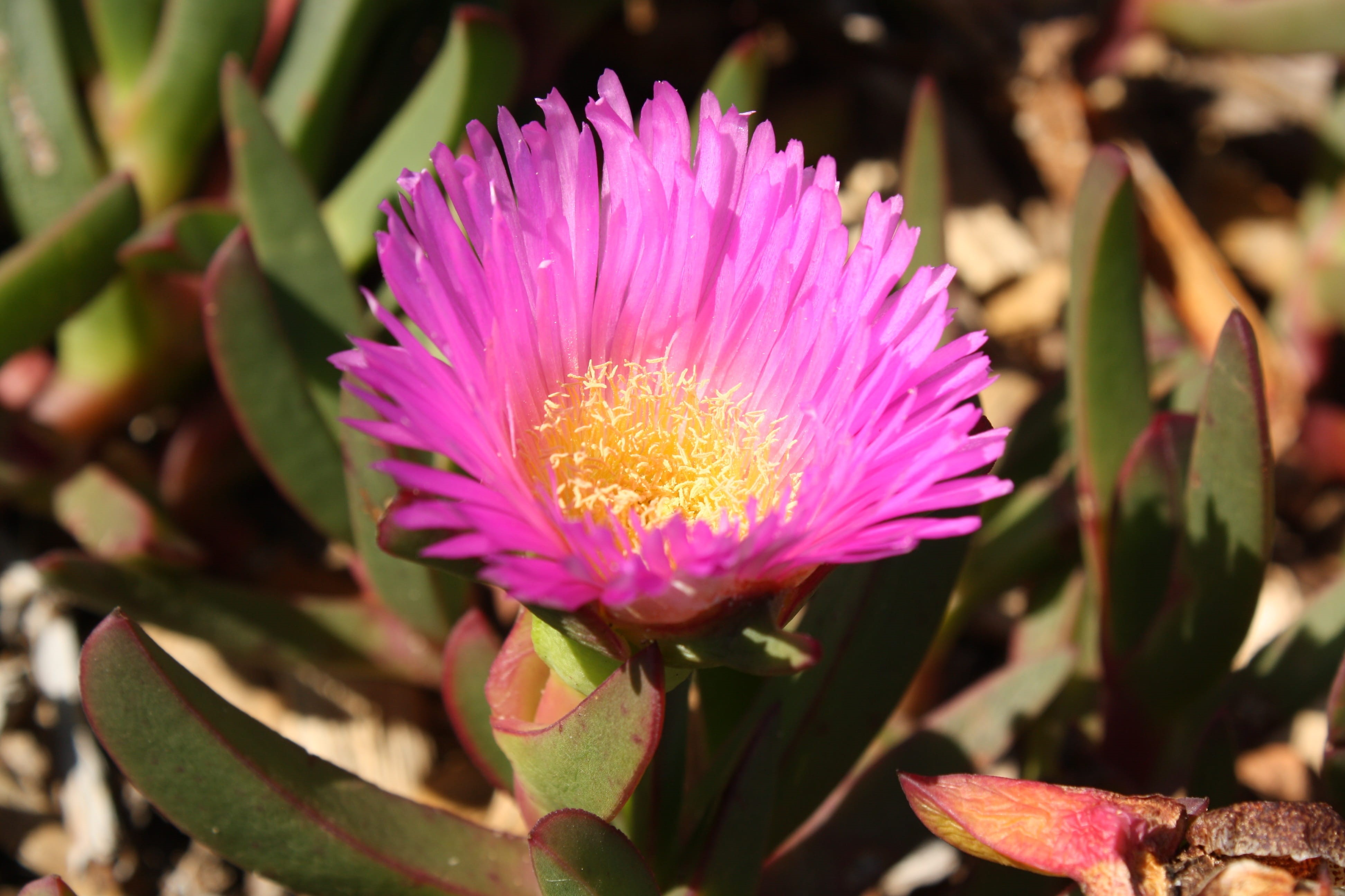 pig face, day, brisbane, vulnerability, leaves, plant part, beauty in nature, close-up, inflorescence, nature, angular, focus on foreground, plant, pollen, HD Wallpaper