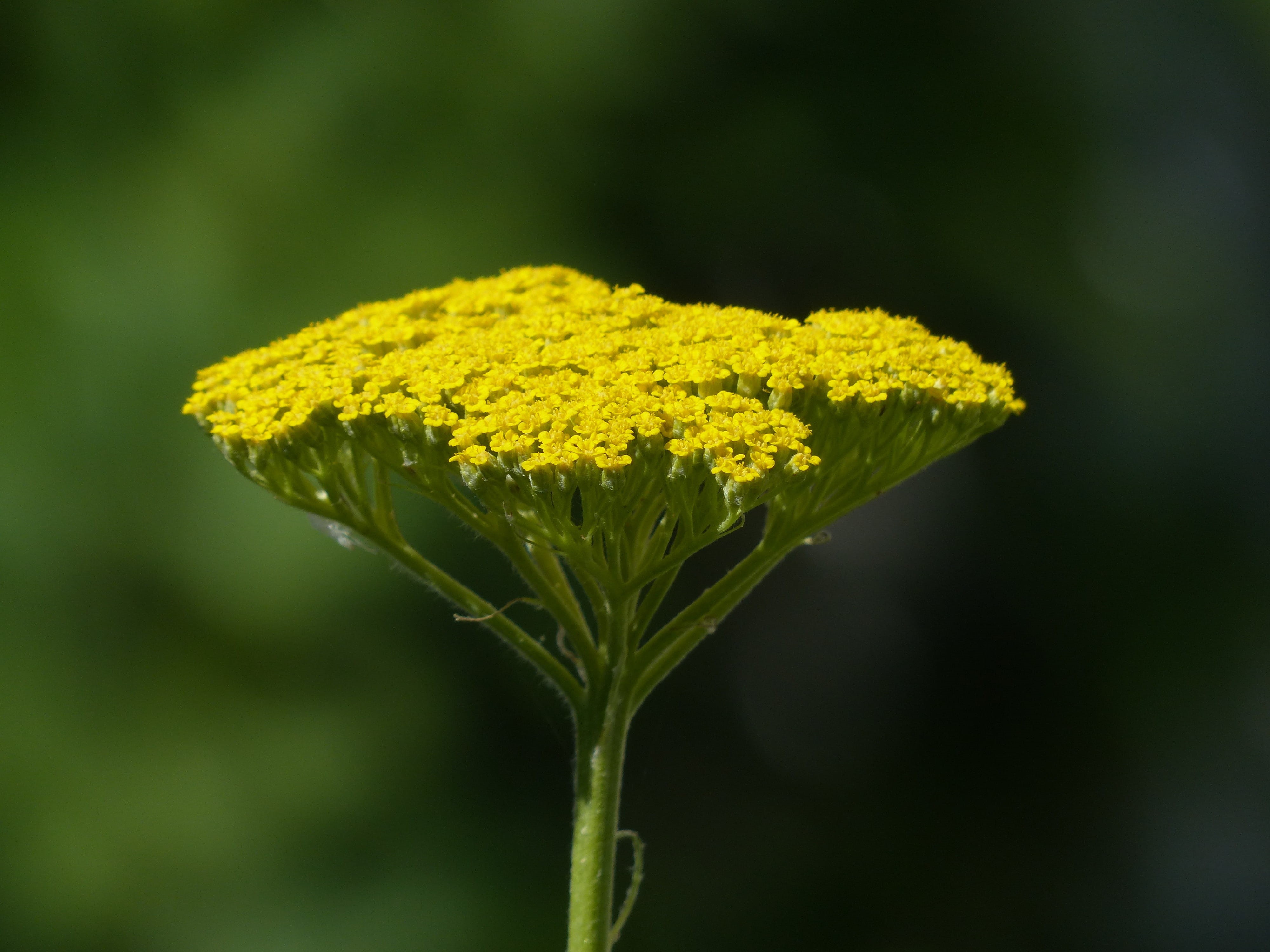 green Color, bright yellow, freshness, cup shaped inflorescences of part, flower head, screen good, yarrow, screen, lemon, fern leaved milfoil, achillea, HD Wallpaper