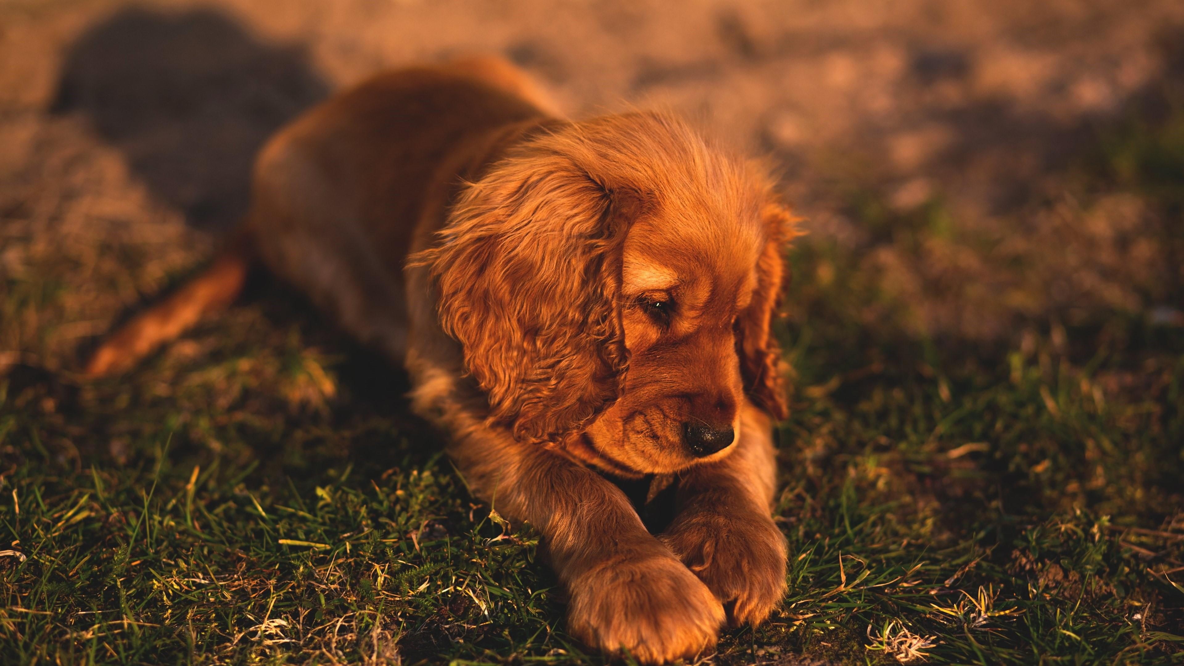 grass, cocker spaniel, dog, animal, cute, 4K, english cocker spaniel, doggie, puppy, spaniel, sunlight, HD Wallpaper