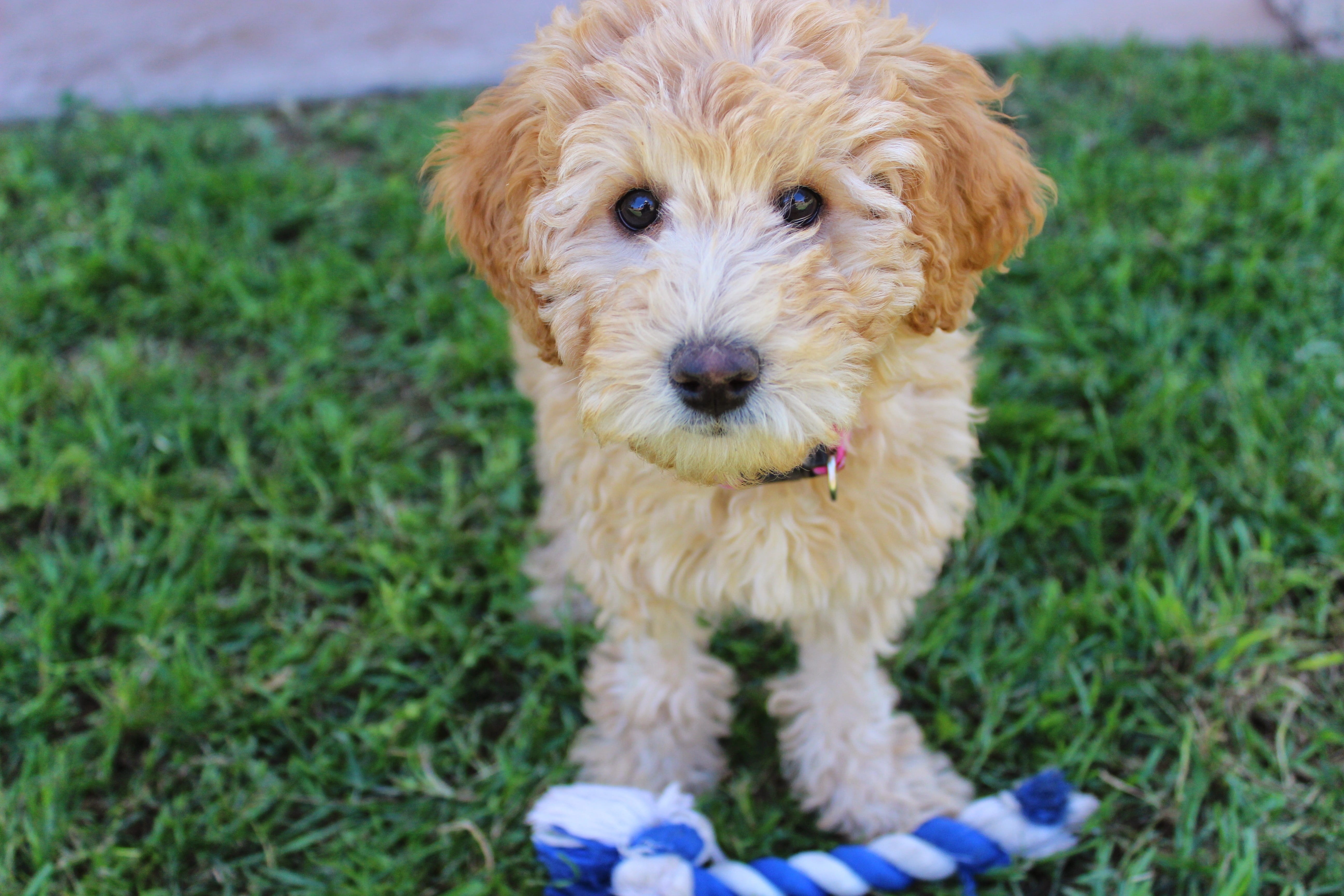 Puppy, domestic animals, plant, blonde, grass, field, Dog, selective, animal themes, day, pets, focus on foreground, Cute, mammal, one animal, vertebrate, HD Wallpaper