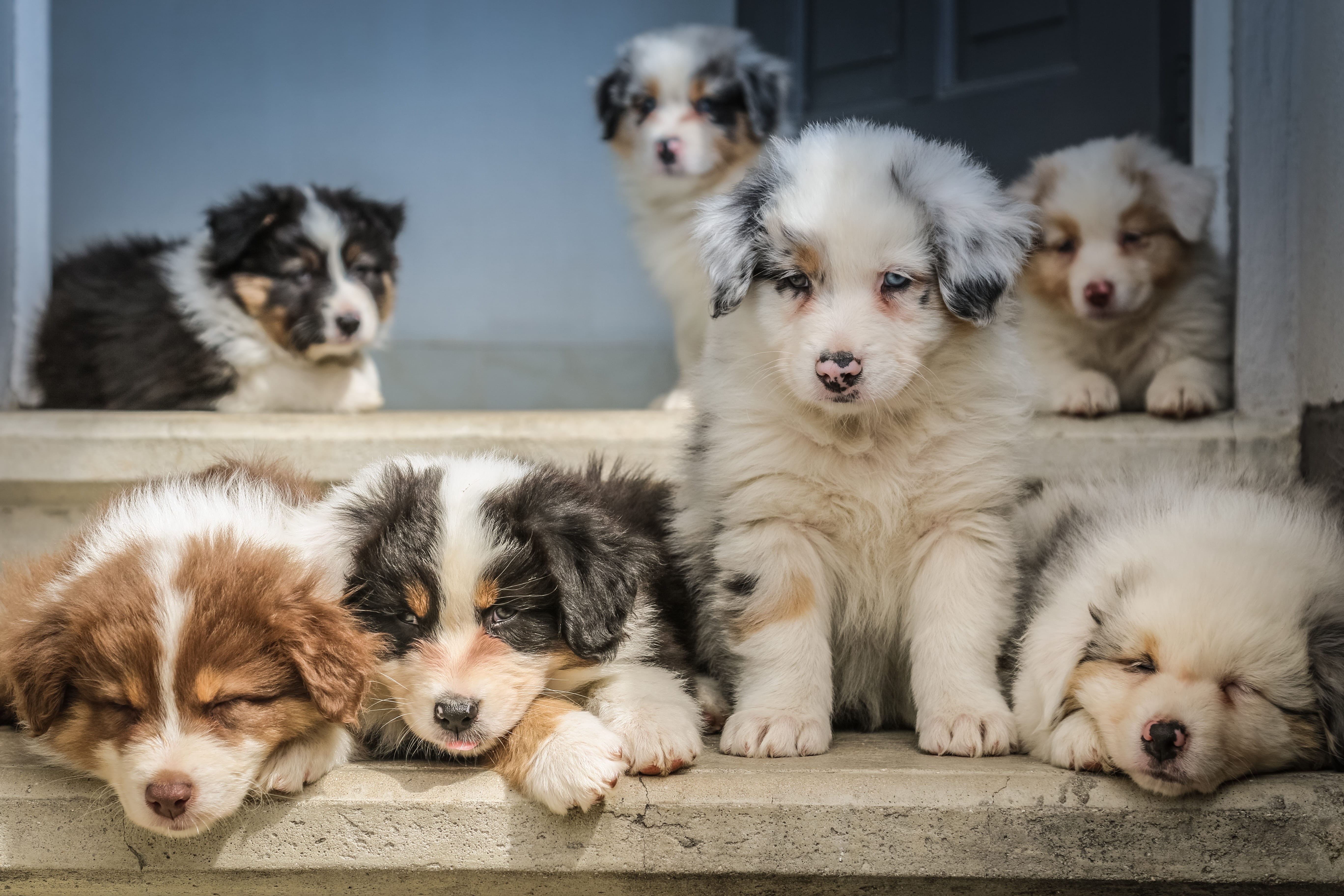 husky, group of animals, adorable, mammal, no people, window, cute, 5K, animal, puppy, pet, three animals, domestic, spaniel, animal family, focus on foreground, HD Wallpaper
