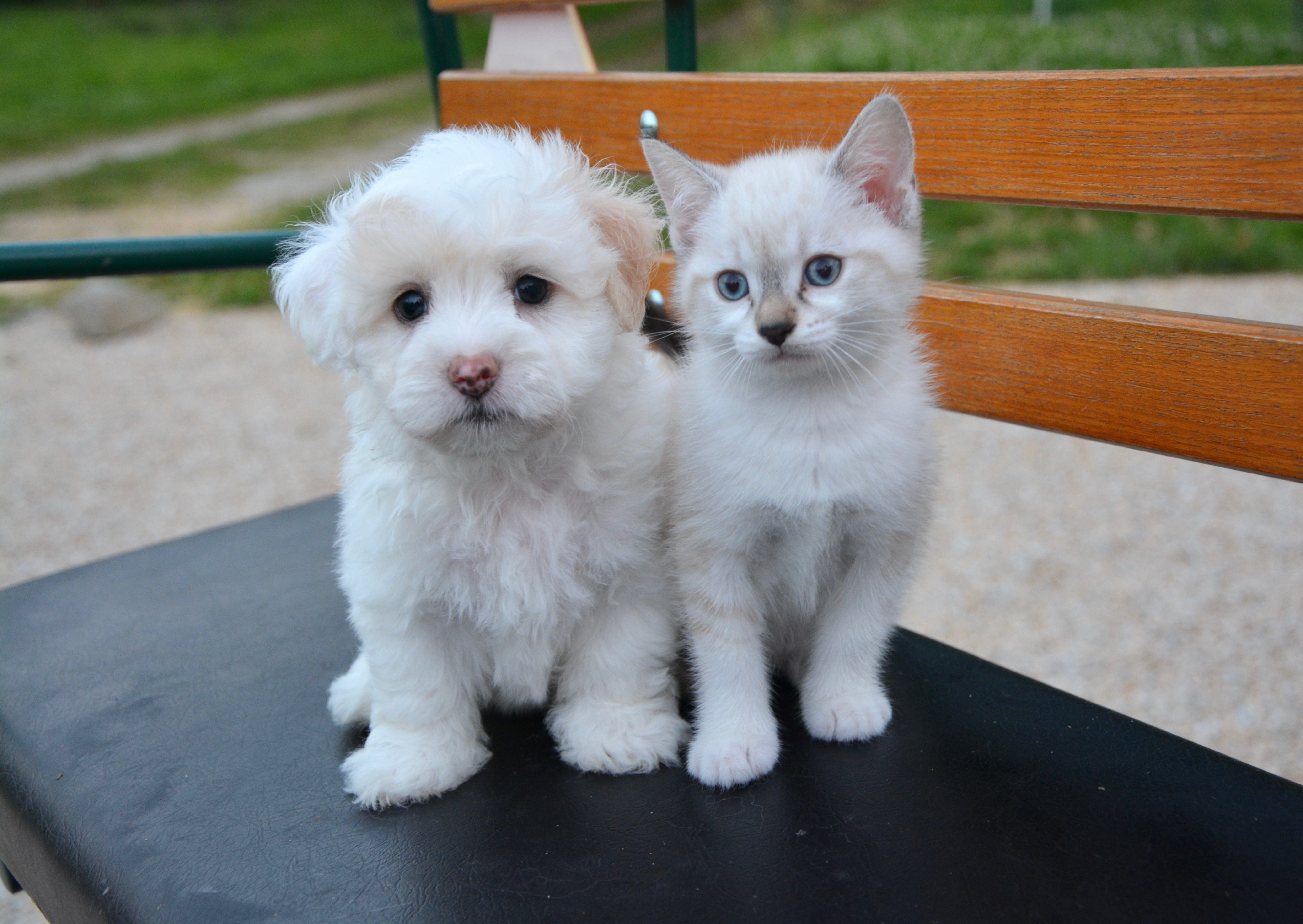 portrait, group of animals, looking at camera, dog, puppy, kitten, feline, complicity, two animals, 5K, cute, coated, animal, pets, domestic animal, young animal, HD Wallpaper