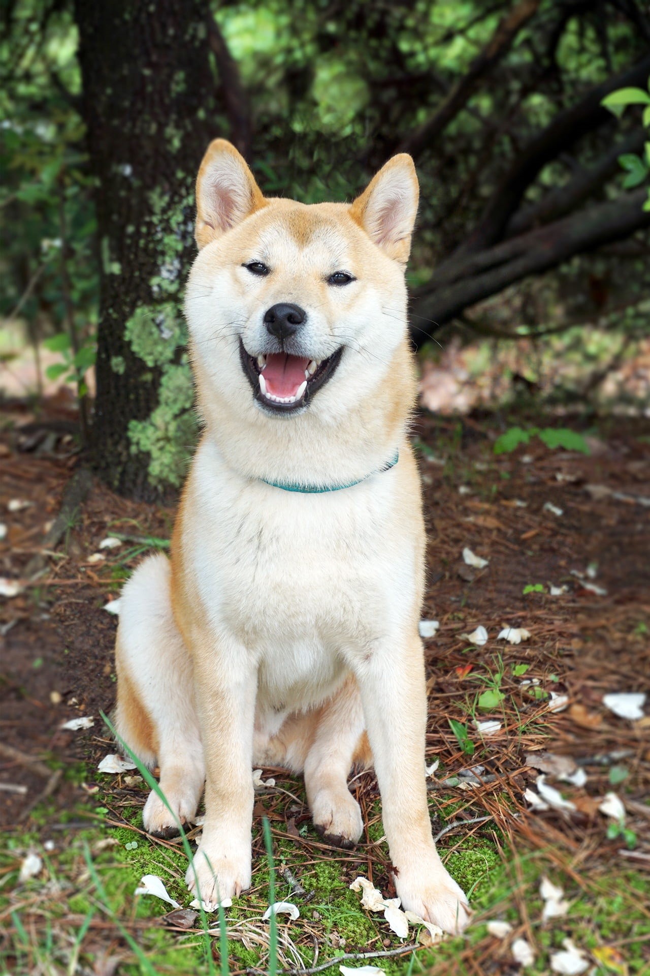 happy, nature, purebred, canine, vertebrate, one, shiba-inu, sitting, akita-inu, pets, outdoor, domestic, pose, shiba, facial expression, land, shiba inu, Phone HD Wallpaper