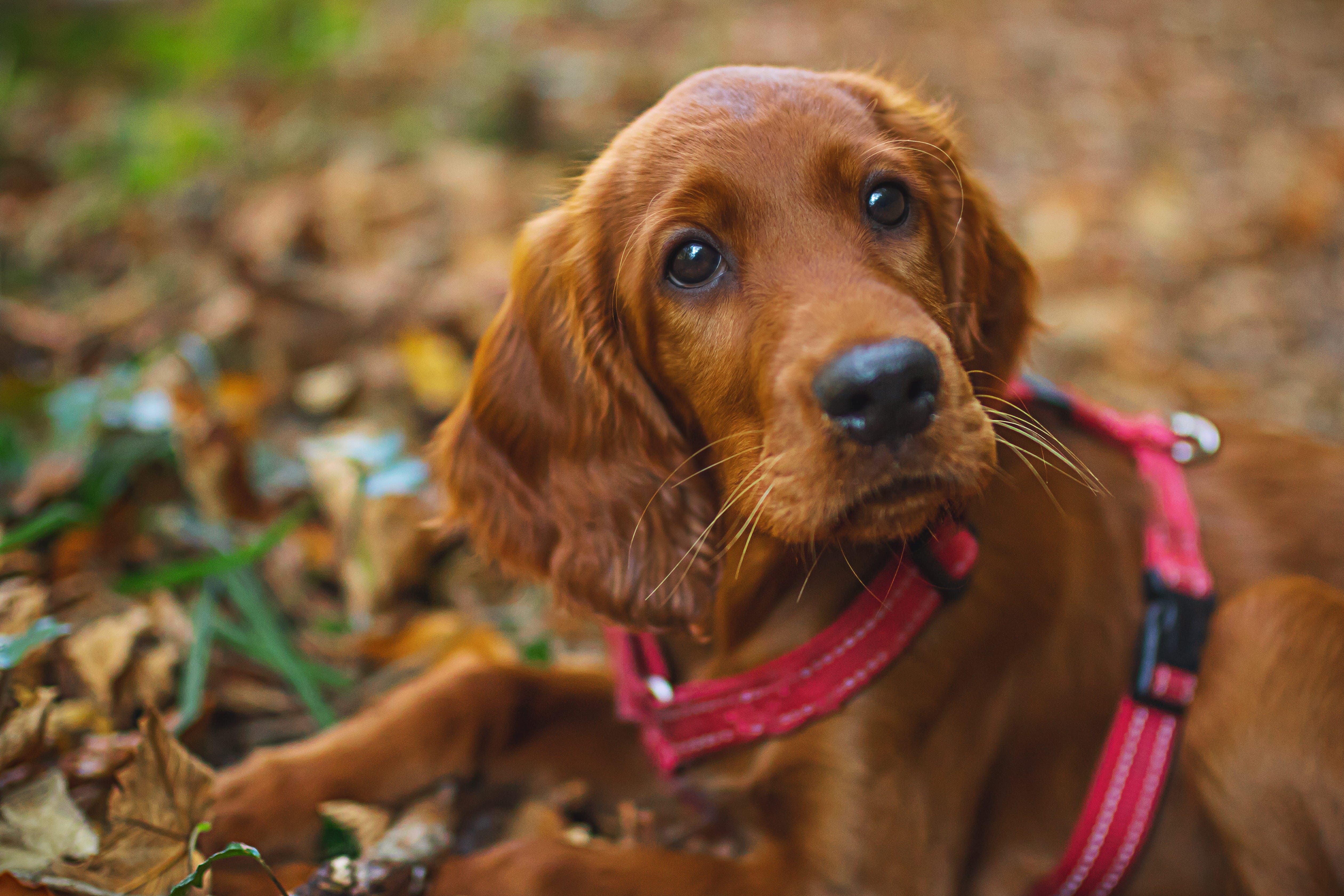 purebred dog, mammal, focus on foreground, petal, cute, close-up, dog, baby dog, looking at camera, portrait, puppy, cocker spaniel, animal, dachshund, HD Wallpaper
