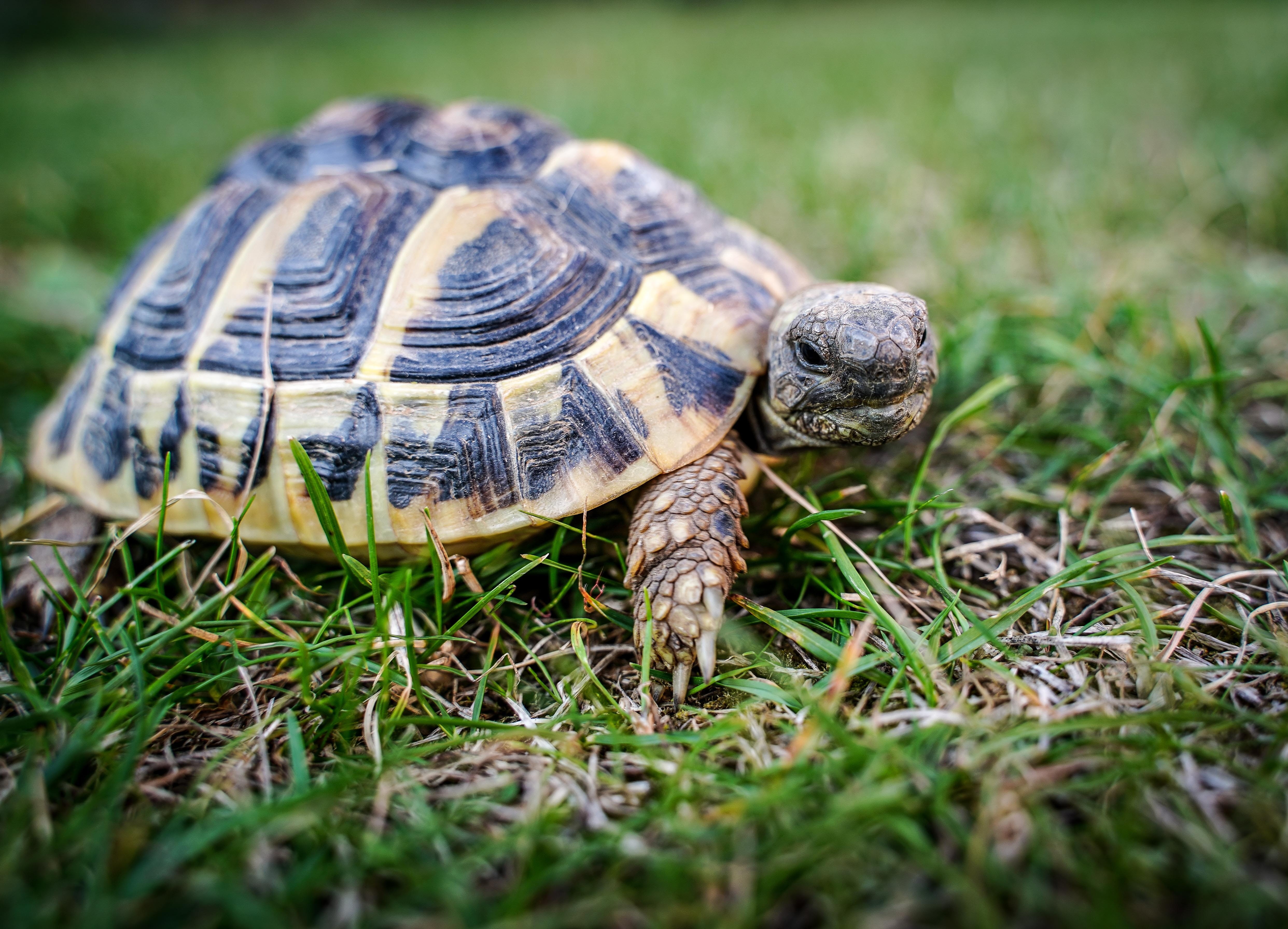 portrait, close-up, little turtle, day, animals in the wild, armored, panzer, creature, no people, vertebrate, animal themes, zoo, terraristik, turtle, HD Wallpaper